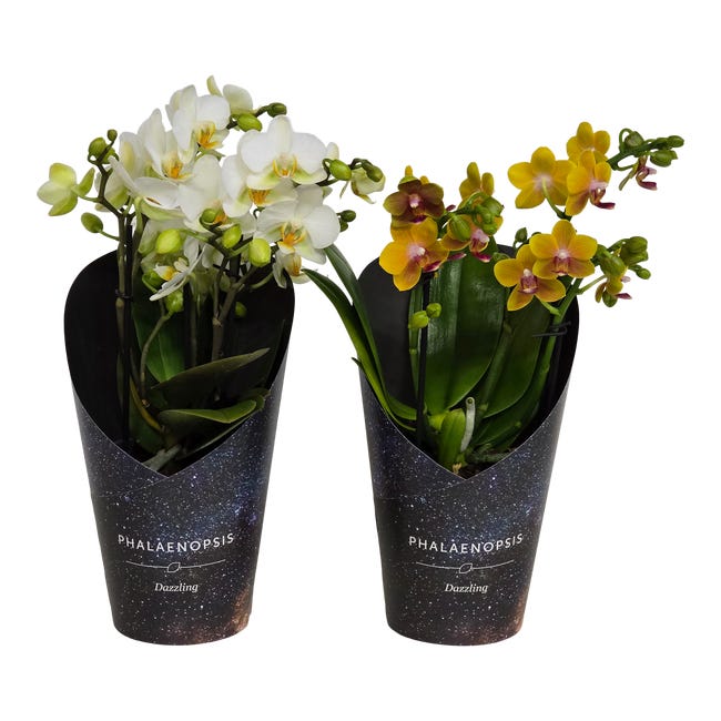 Storczyk falenopsis dazzling mix 35 cm 95885200