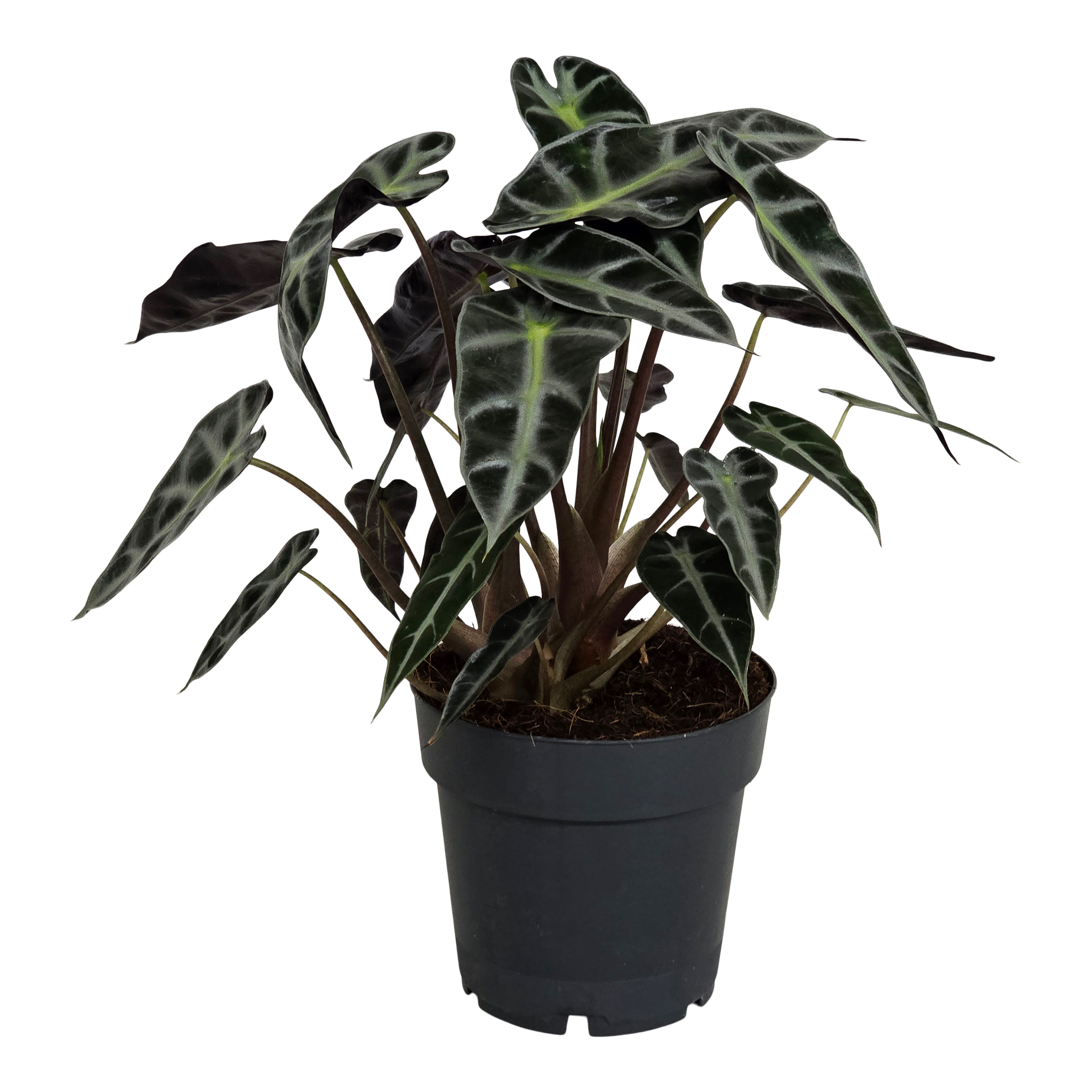 Alokazja Bambino Arrow 35 cm