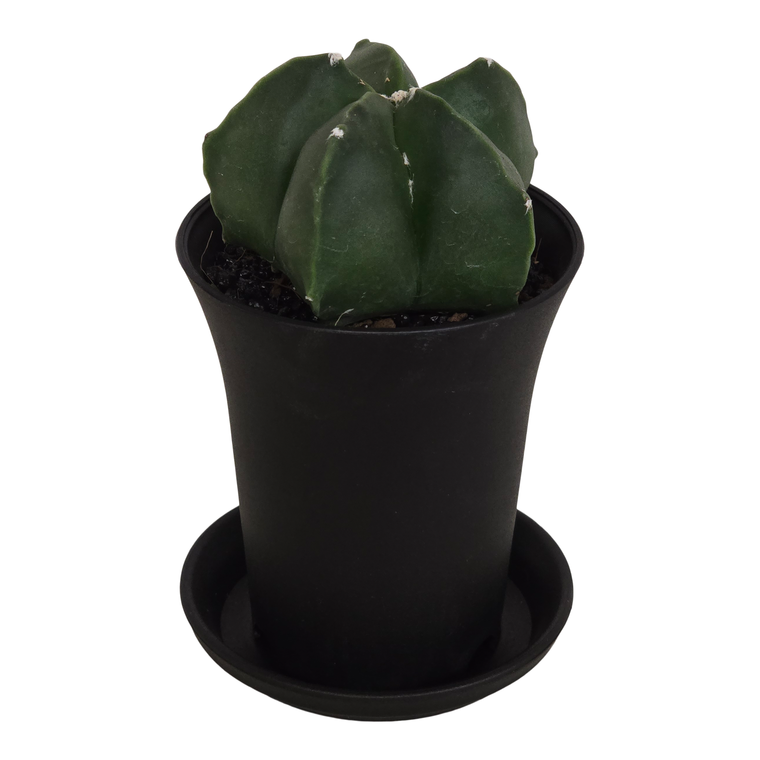 Kaktus Astrophytum Myriostigma 12 cm