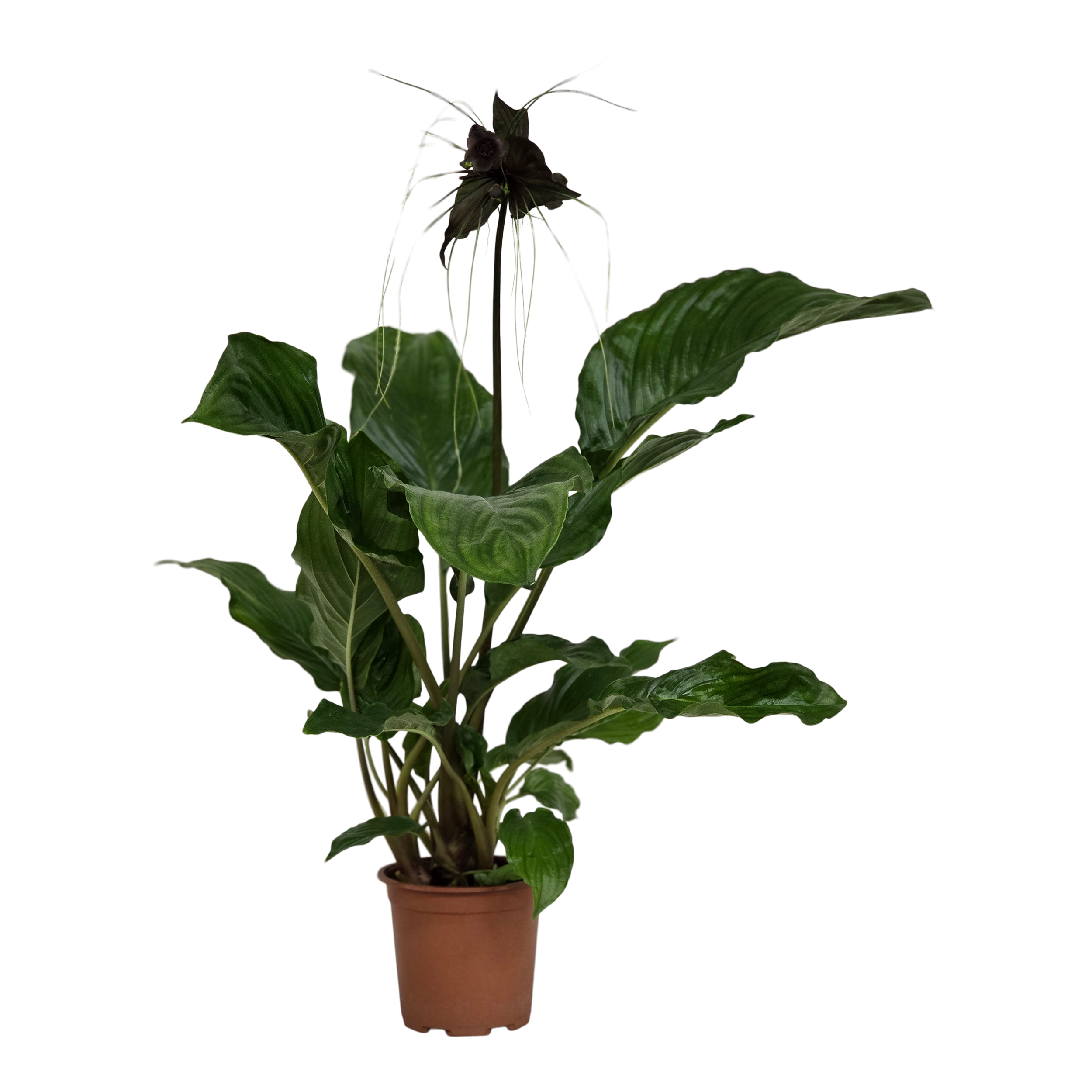 Krąpiel Tacca Chantrieri 80 cm