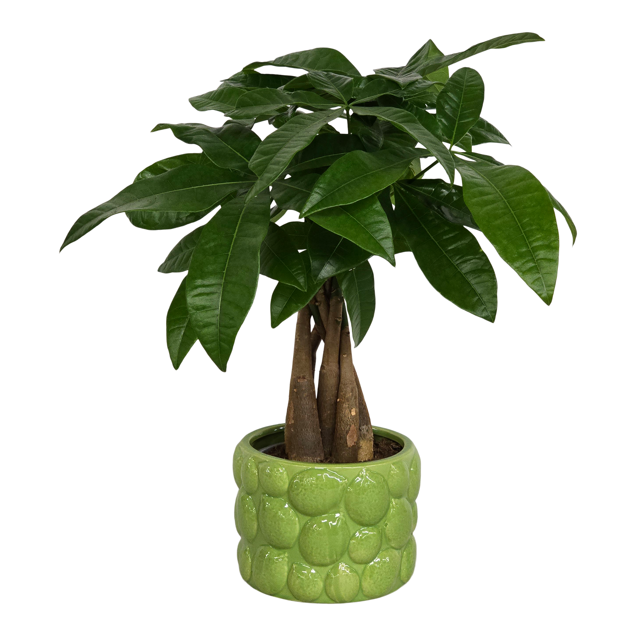 Pachira wodna w osłonce 45 cm