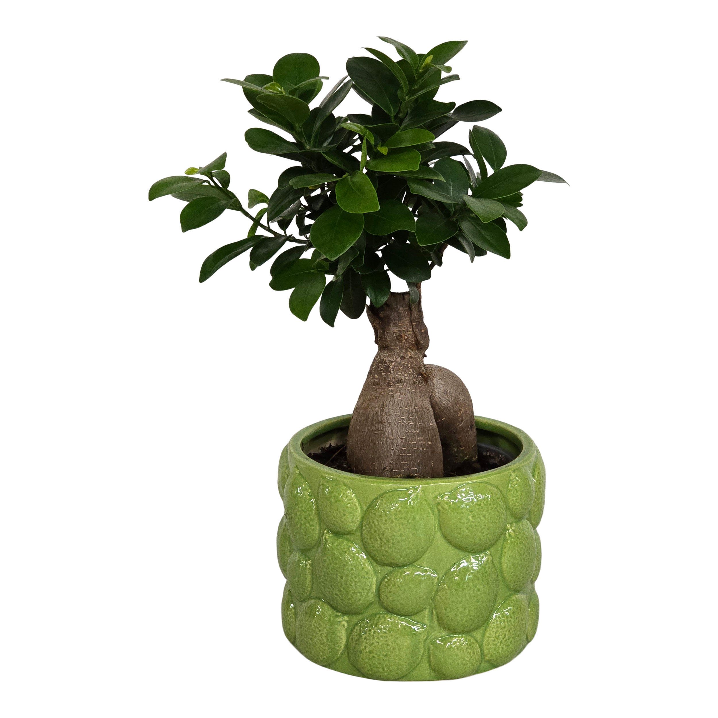 Fikus Ginseng w osłonce 30 cm