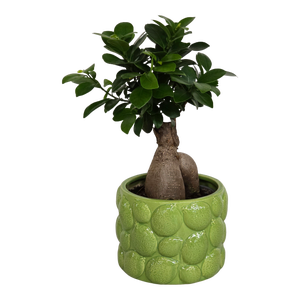 Drzewa bonsai | Leroy Merlin