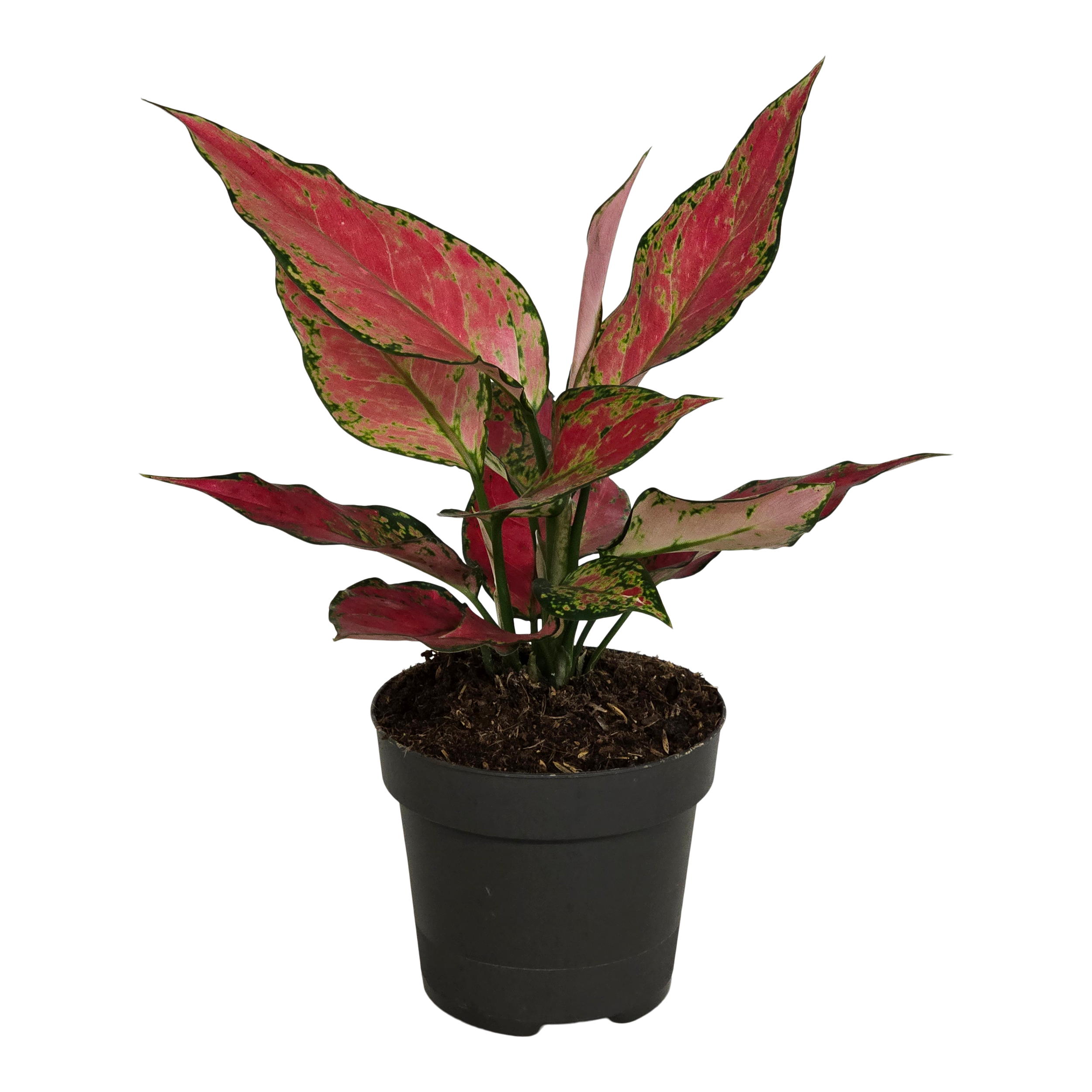 Aglonema Cherry Baby 35 cm