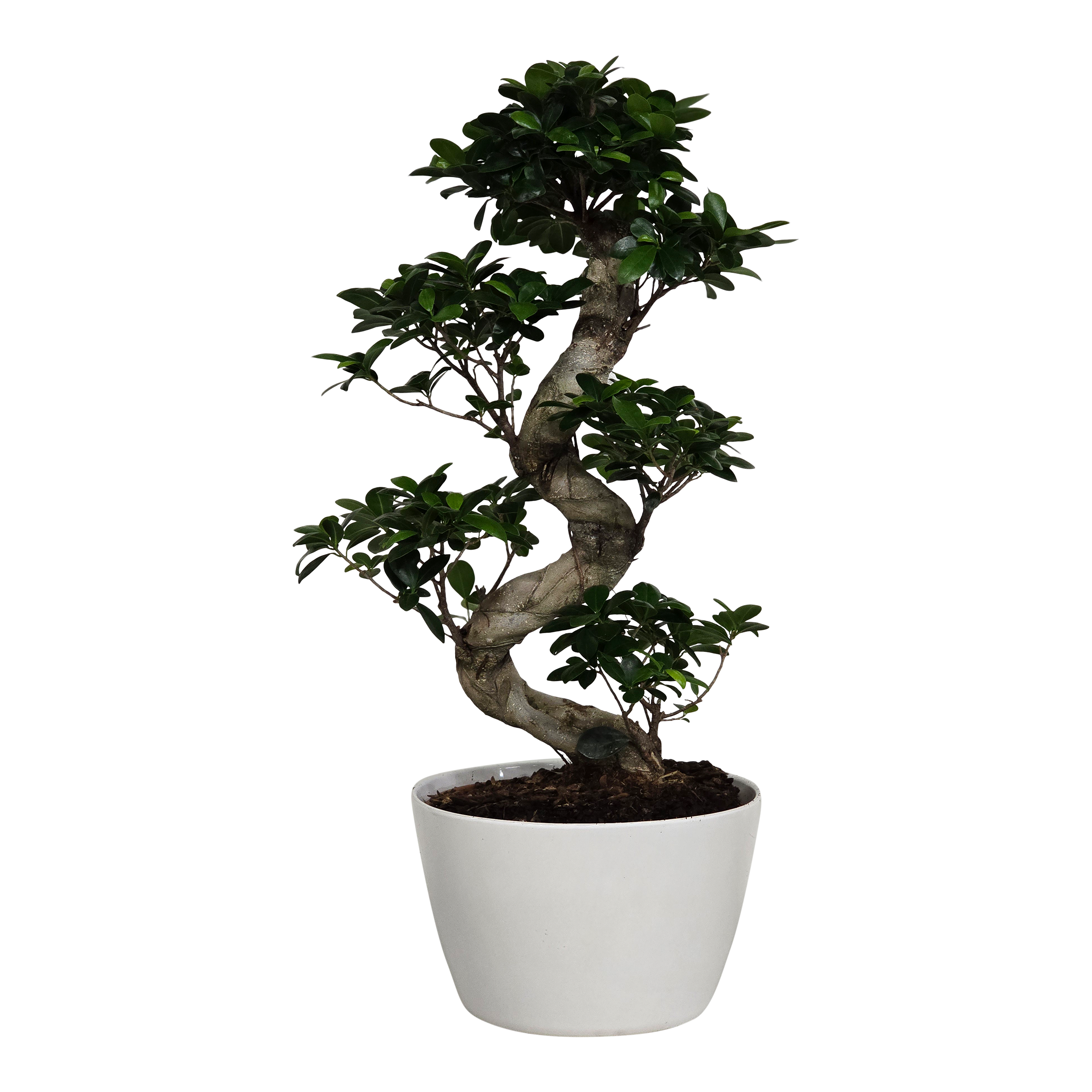 Fikus Ginseng w białej osłonce 75 cm