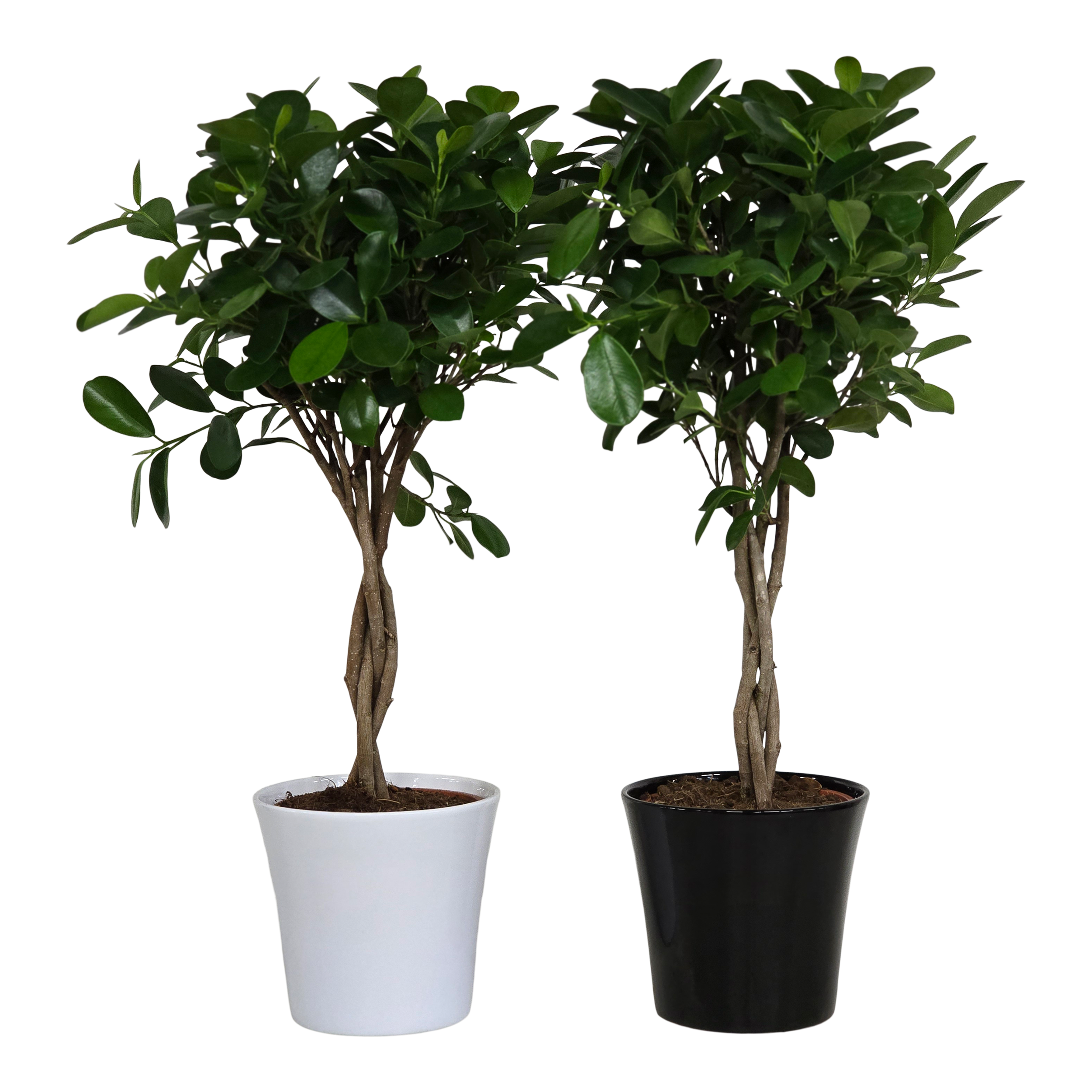 Fikus Microcarpa Moclame w osłonce 70 cm