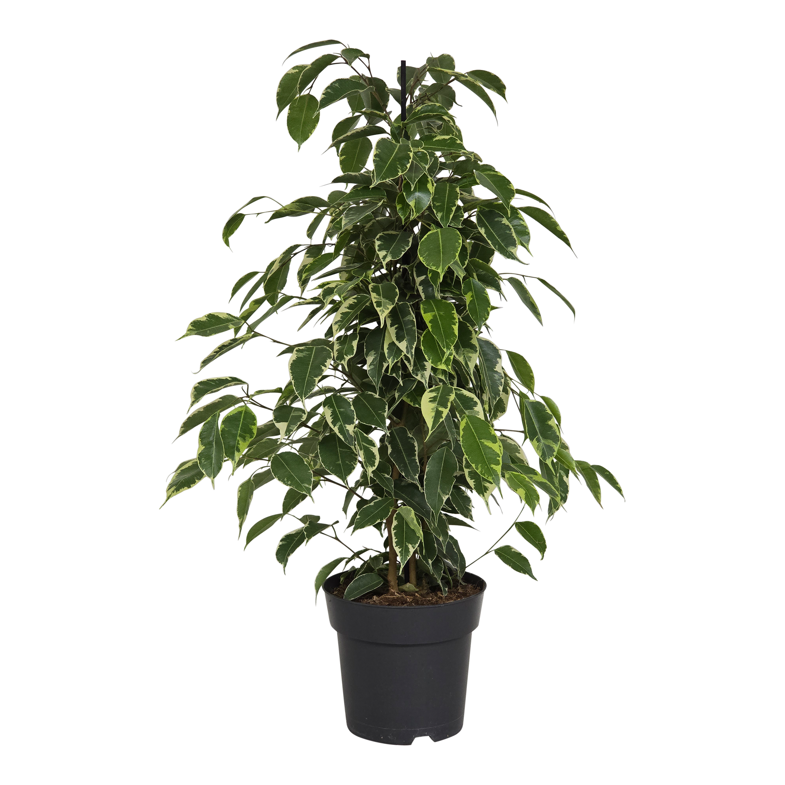 Fikus Golden King 70 cm