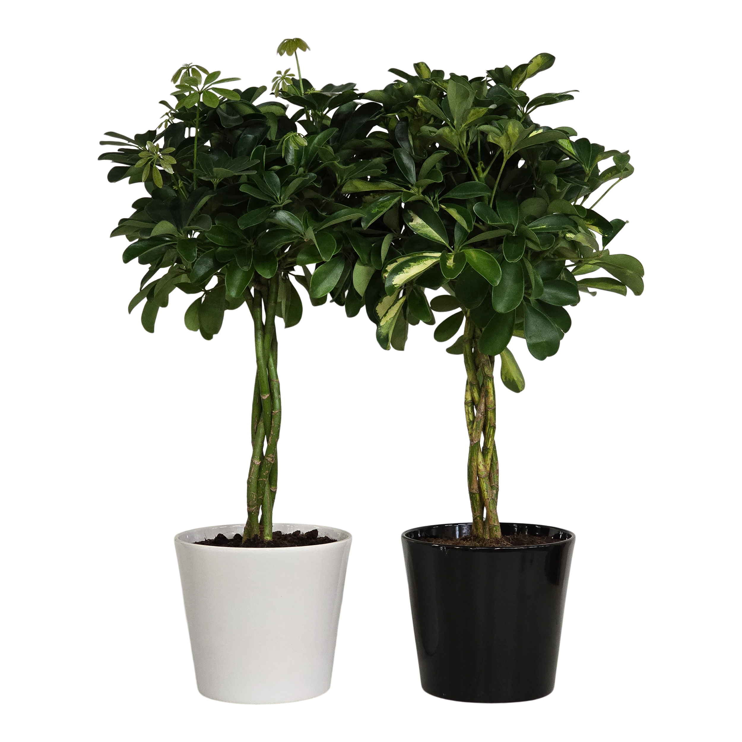 Szeflera Arbori w osłonce mix 75 cm