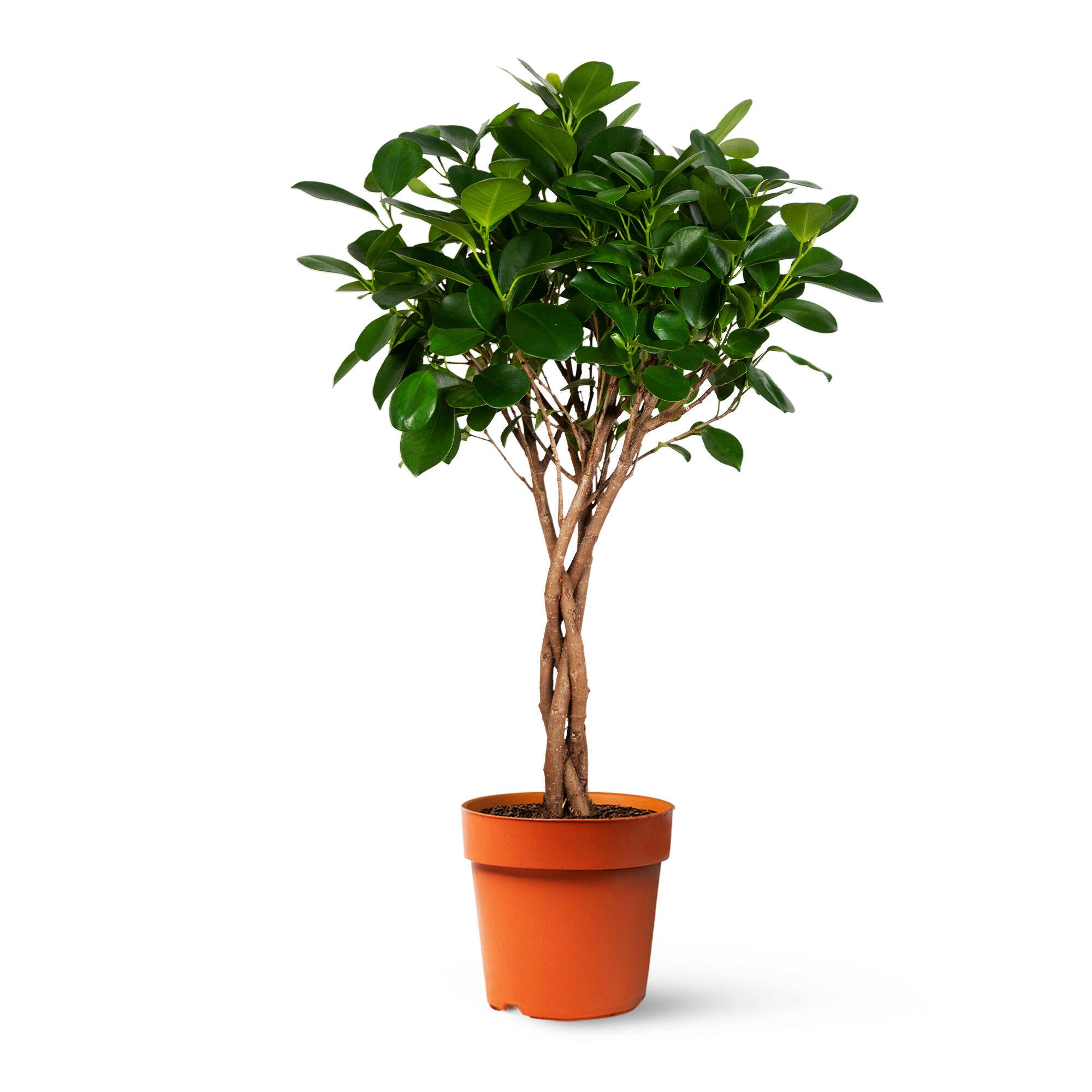 Planta verde ficus moclame en maceta de 24 cm