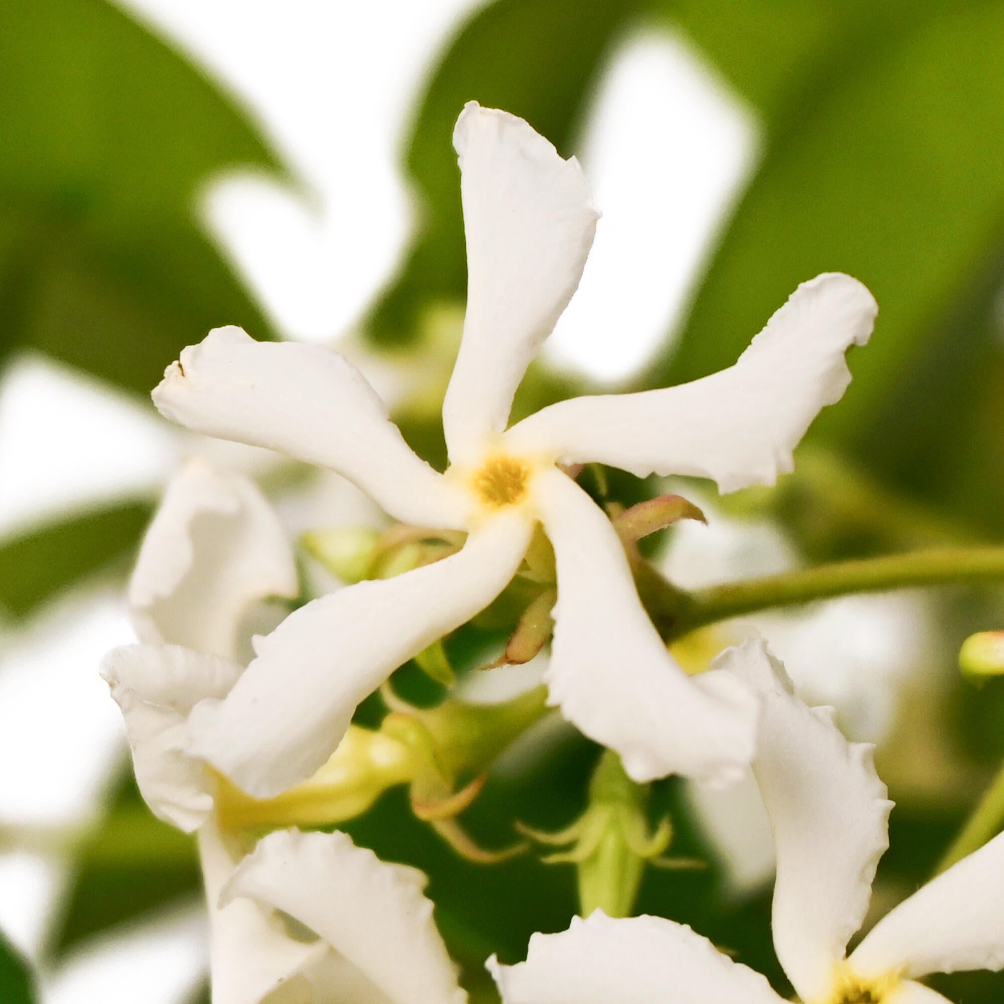 Planta trepadora mediterráneo jazmín estrellado en maceta de 17 cm - 2