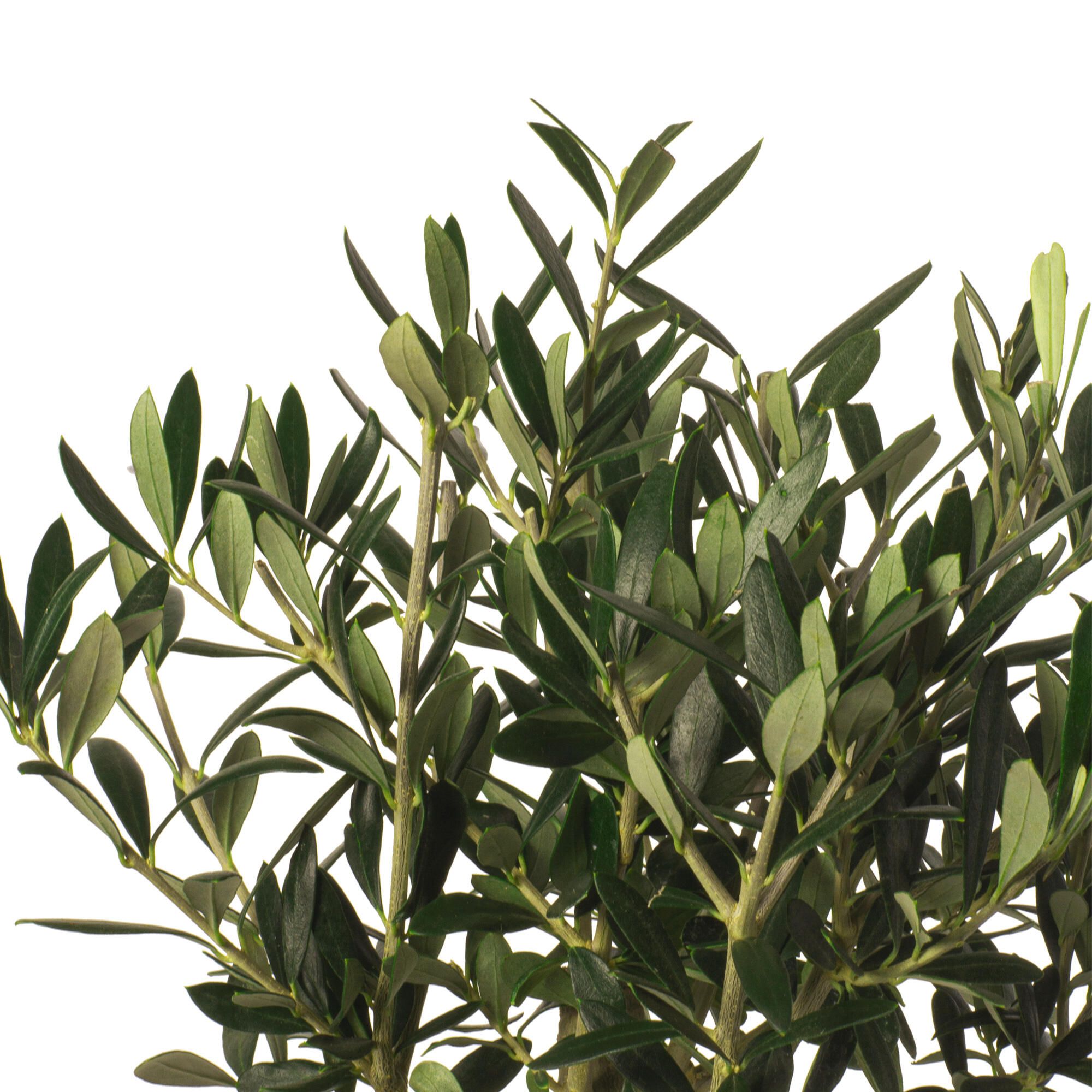 Árboles Frutales En Leroy Merlin () Árboles Frutales En Leroy Merlin