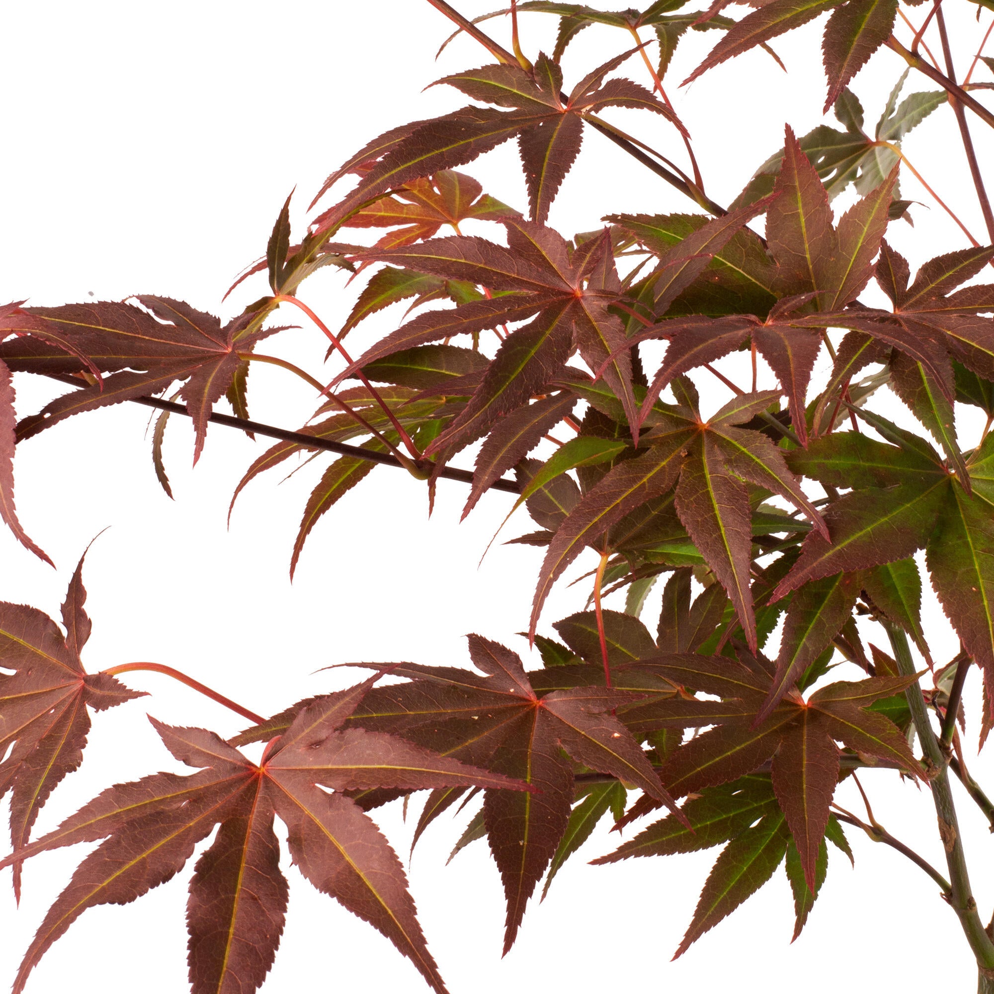 Planta mediterránea mediterráneo arce rojo en maceta de 17 cm - 4