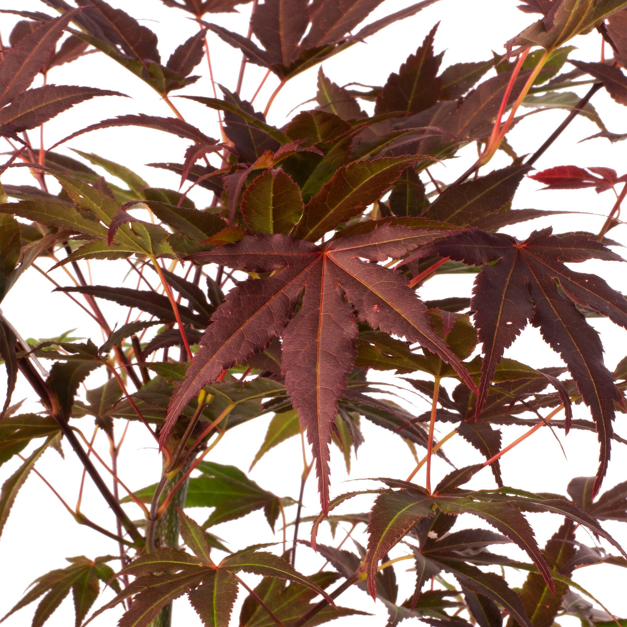 Planta mediterránea mediterráneo arce rojo en maceta de 17 cm - 3