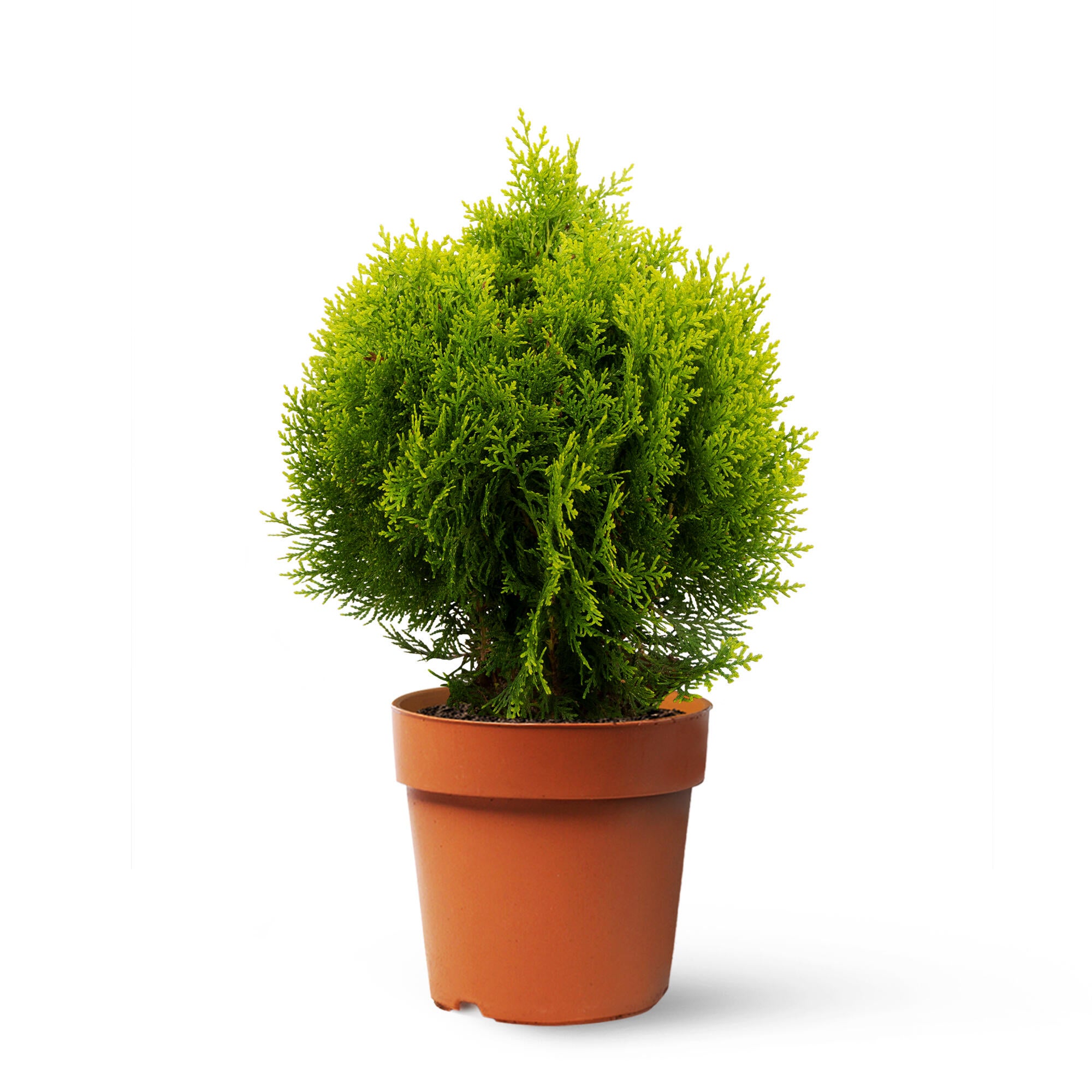 Planta perenne mediterráneo thuja aurea nana en maceta de 24 cm