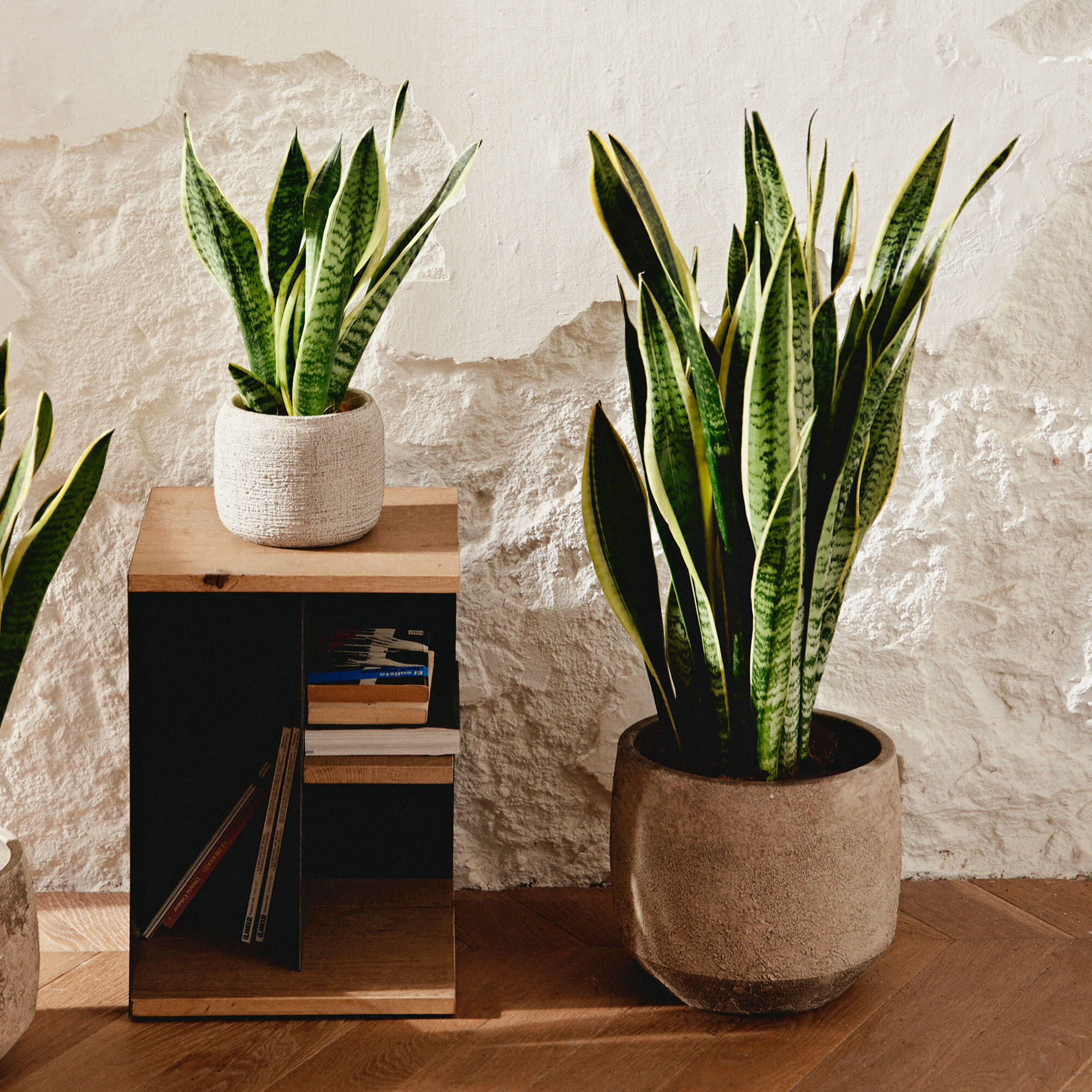 Planta verde sansevieria trifasciata en maceta de 30 cm | Leroy Merlin