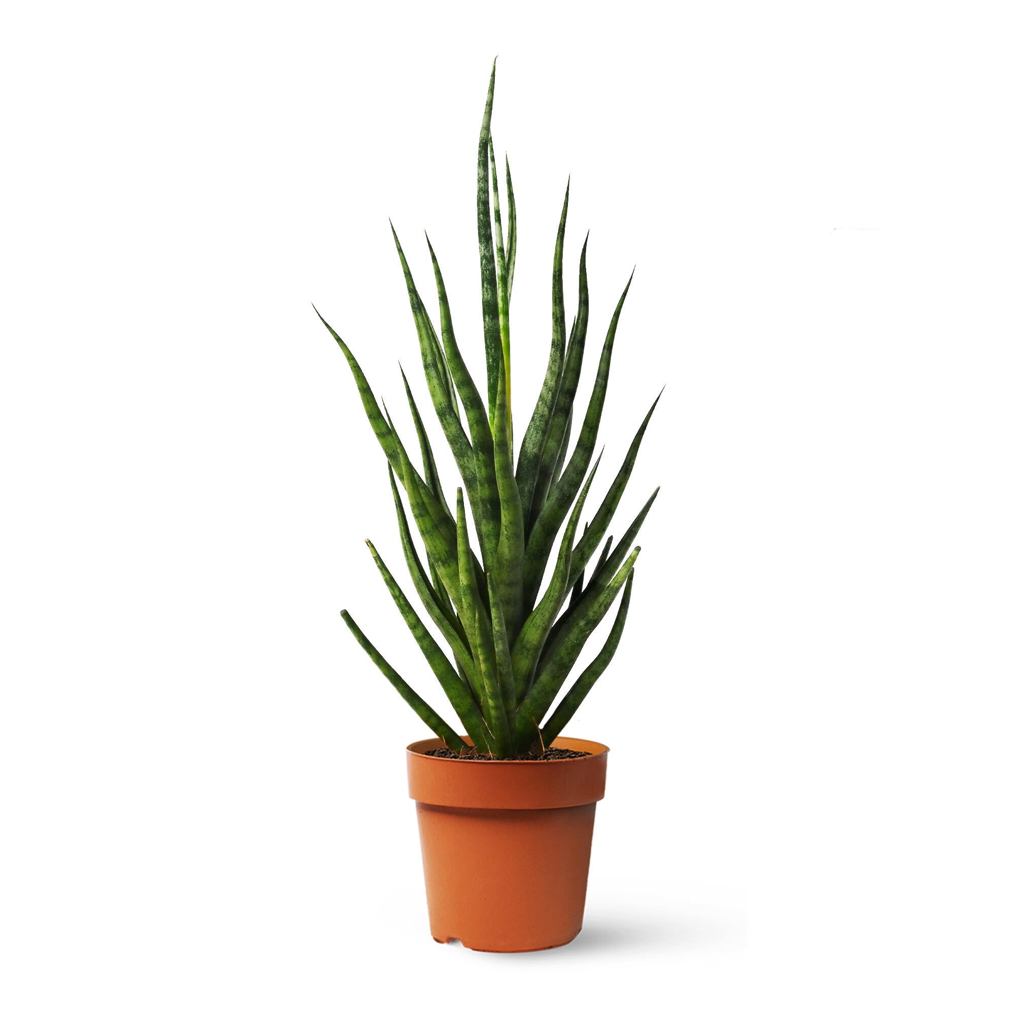 Planta verde sansevieria torch en maceta de 12 cm | Leroy Merlin