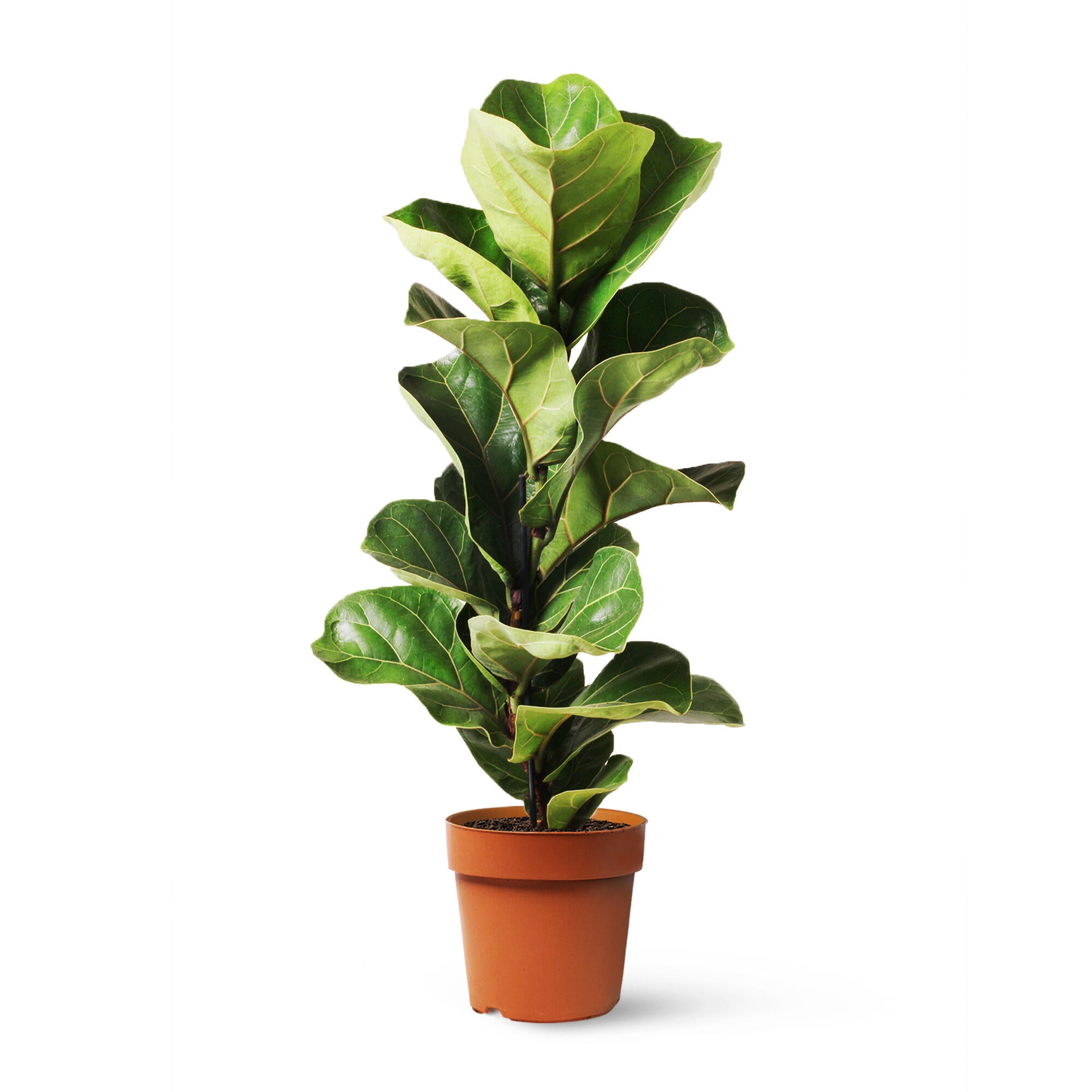 Leroy Merlin Planta Ficus Lyrata En Maceta De 21 Cm Verde 