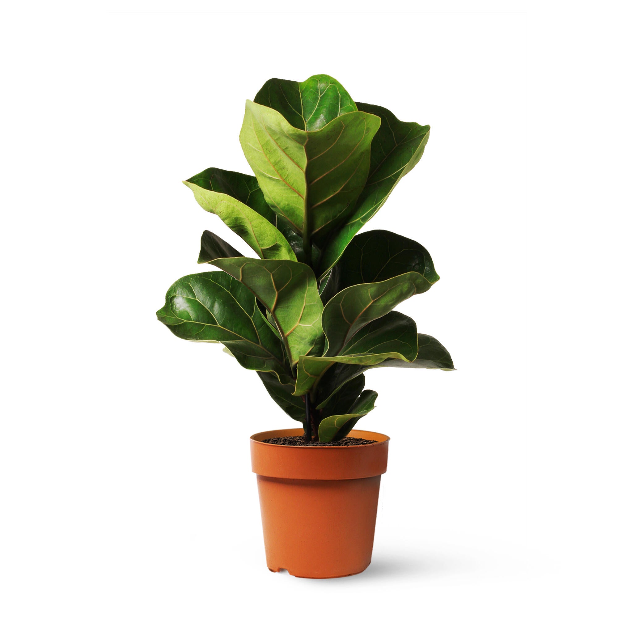 Planta verde ficus lyrata en maceta de 12 cm