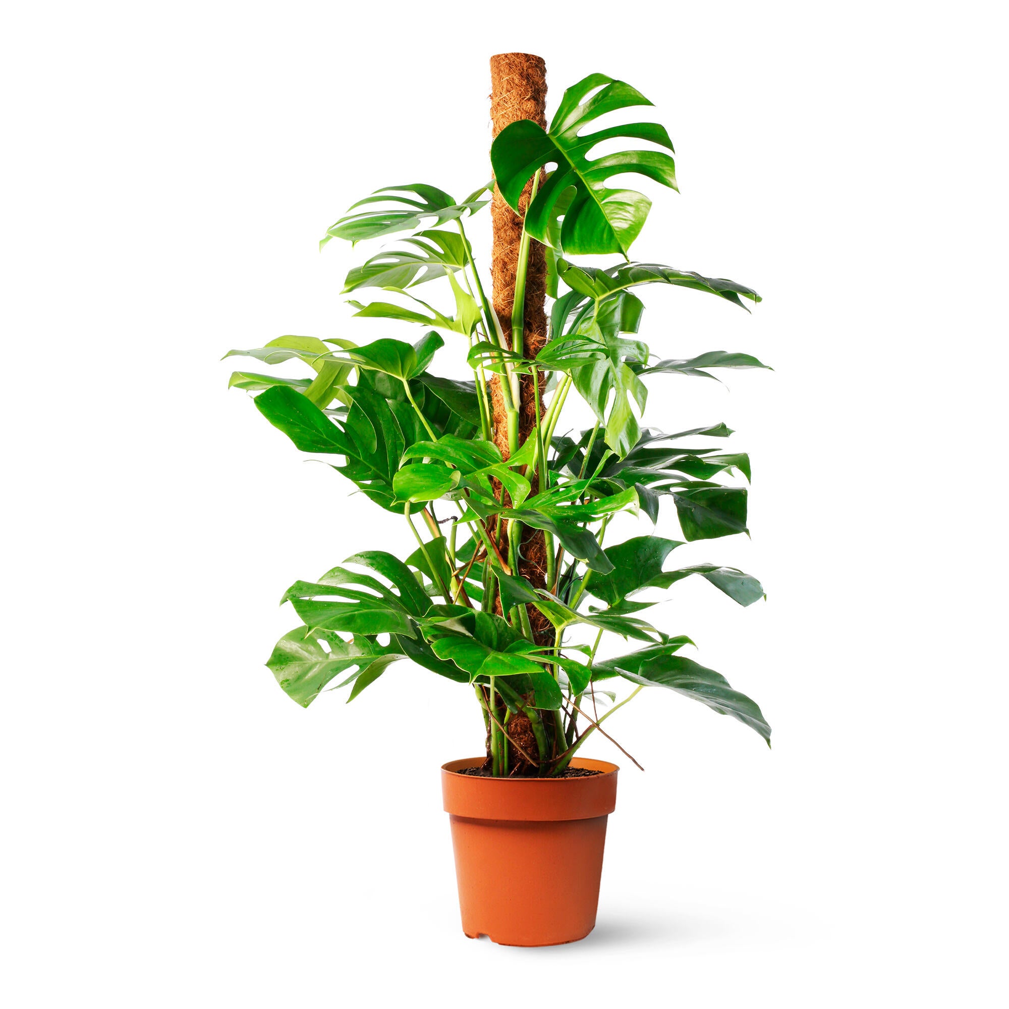 Planta verde costilla de adan en maceta de 24 cm