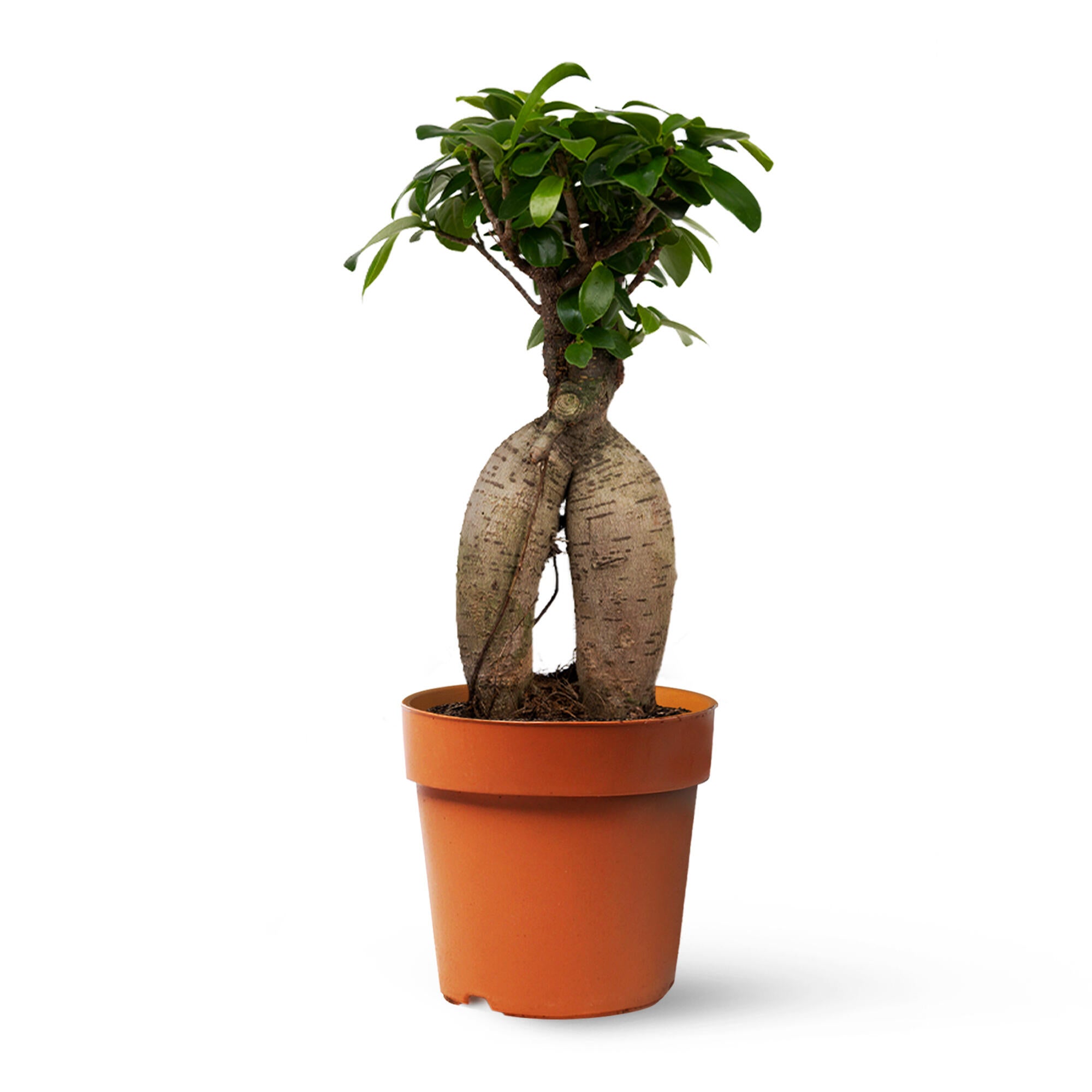 Planta verde ficus ginseng bonsai en maceta de 12 cm