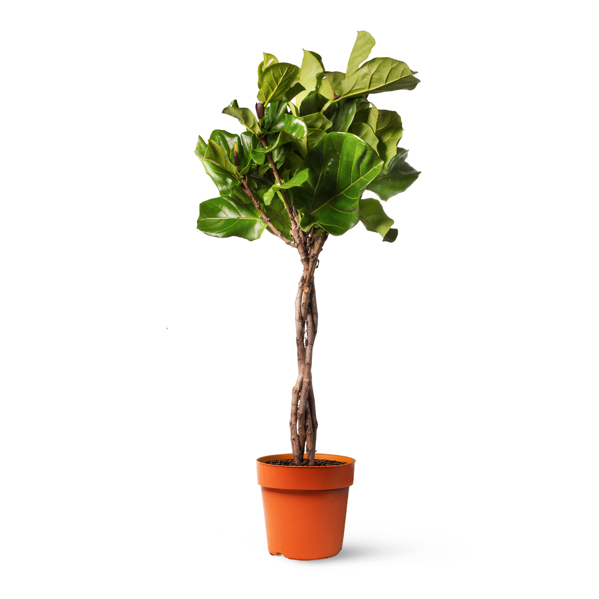 Leroy Merlin Planta Ficus Lyrata Copa En Maceta De 24 Cm Verde 