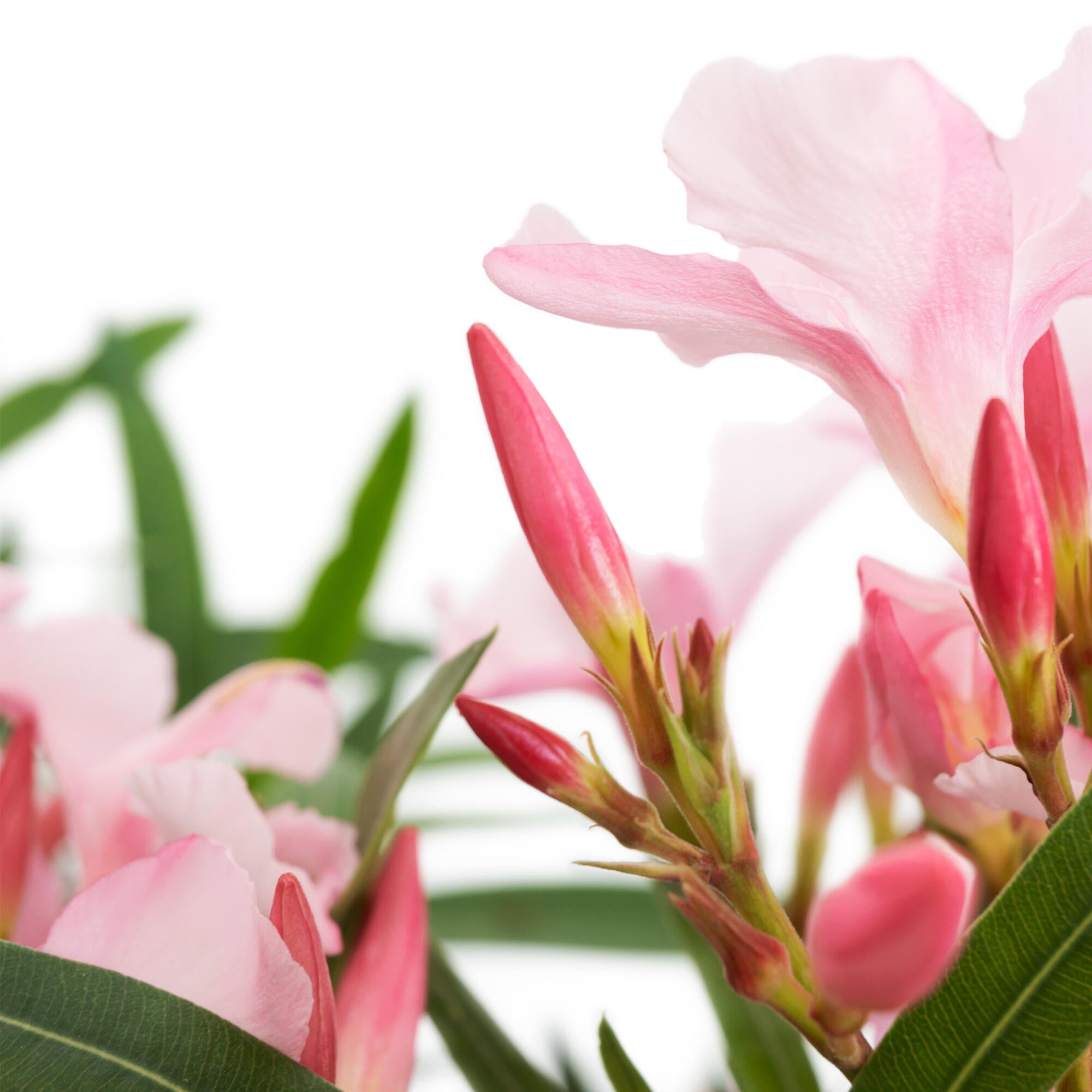 Planta con flores mediterráneo adelfa rosa en maceta de 27 cm - 2