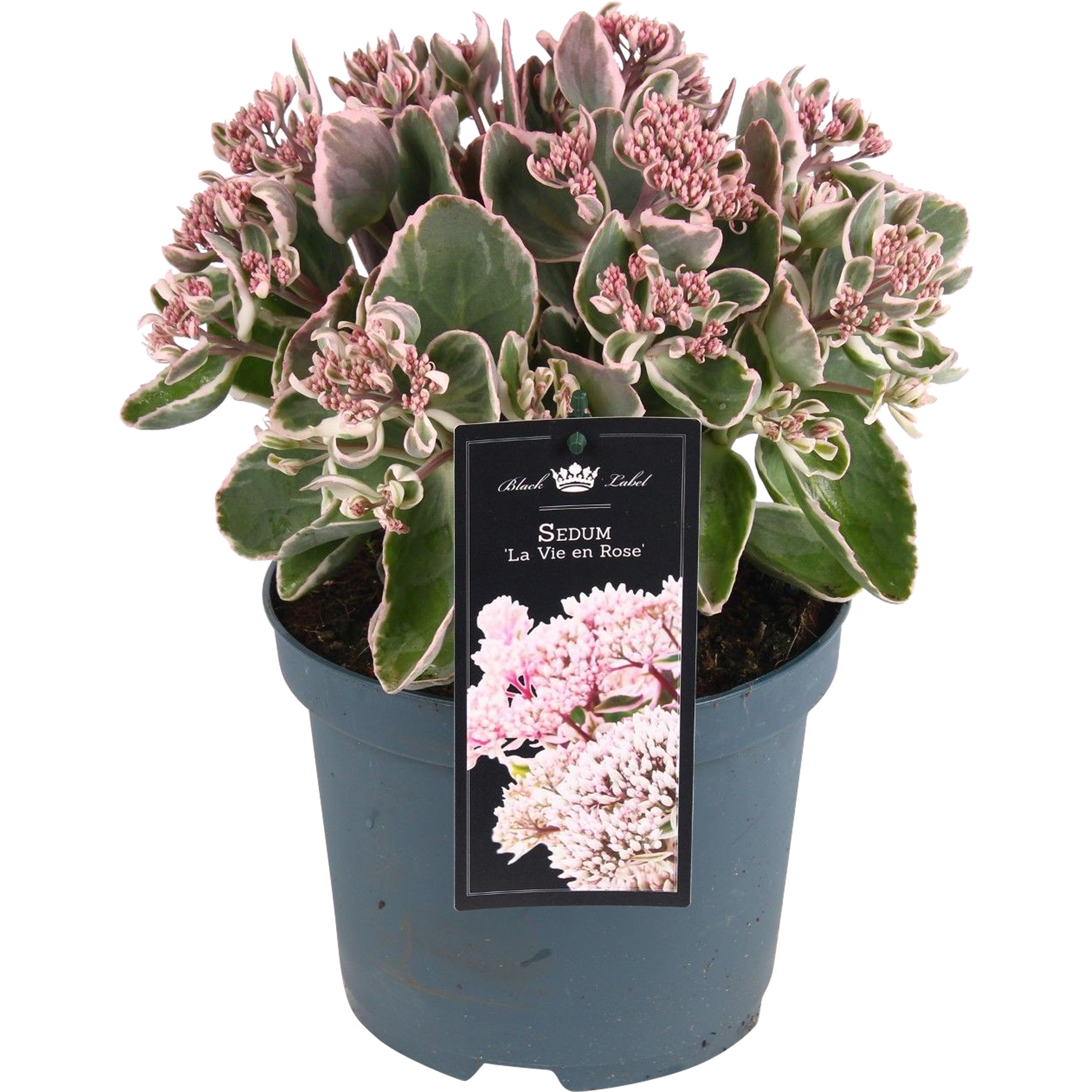 Rozchodnik La Vie En Rose 40 cm