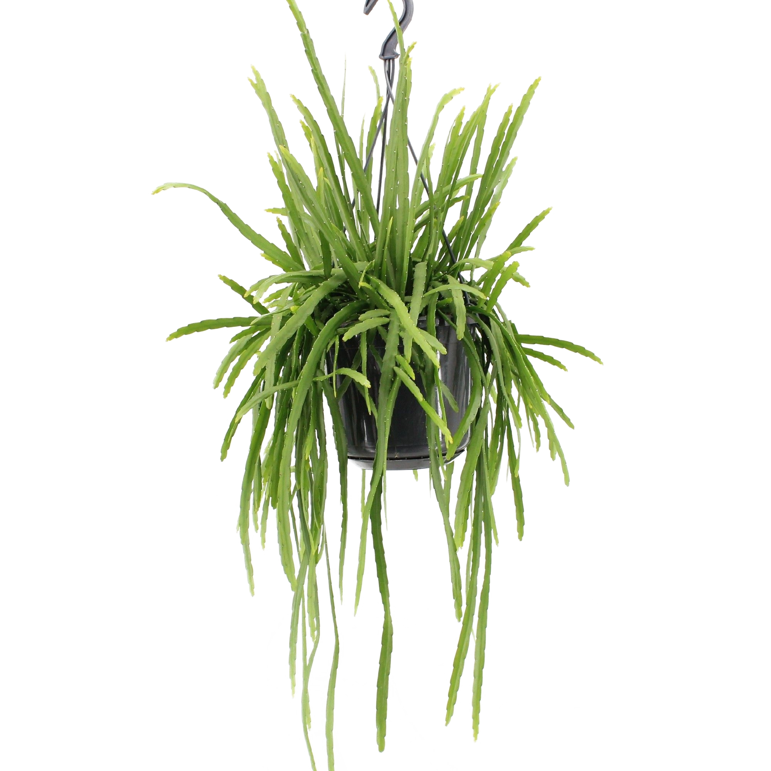 Lepizjum Bolivianum 40 cm