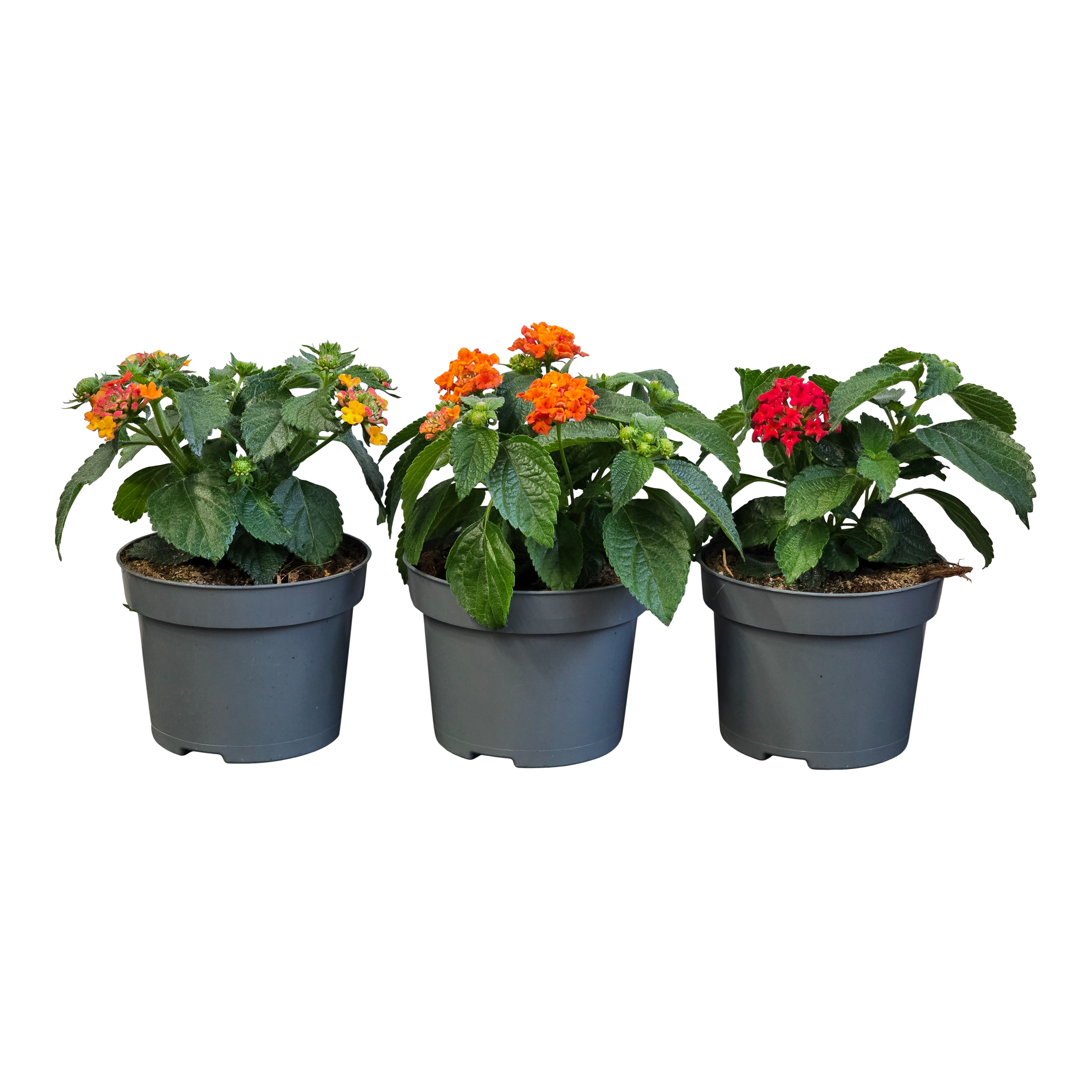 Lantana 20 cm