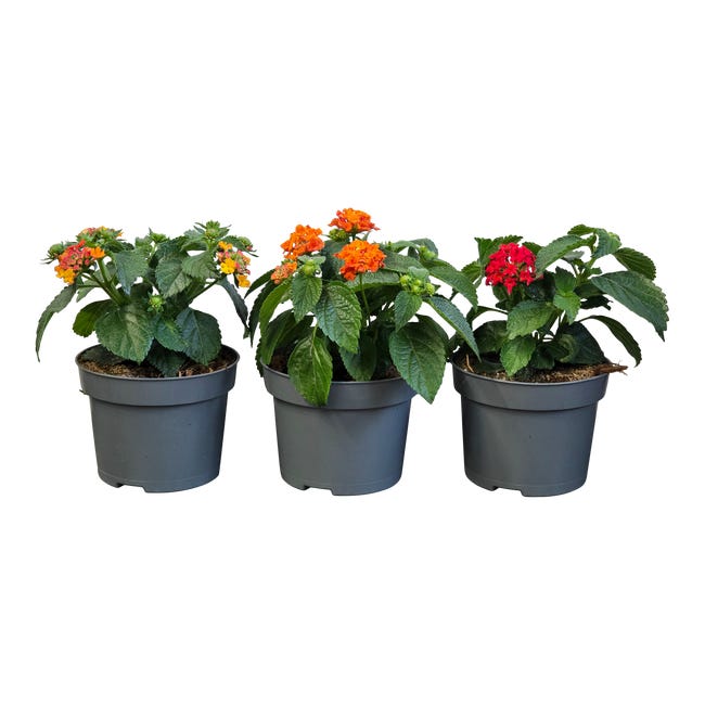 LANTANA 20CM P12 HAM 95035151