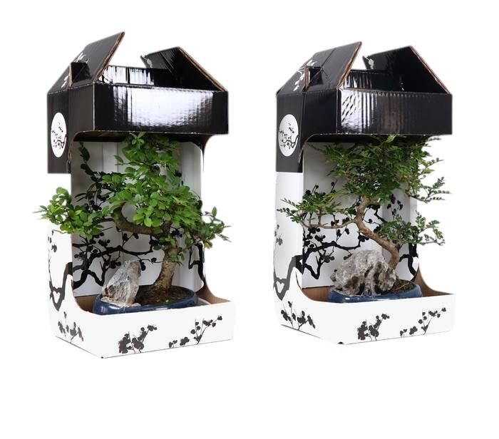 Bonsai com rocha 7 anos 25 cm - 2