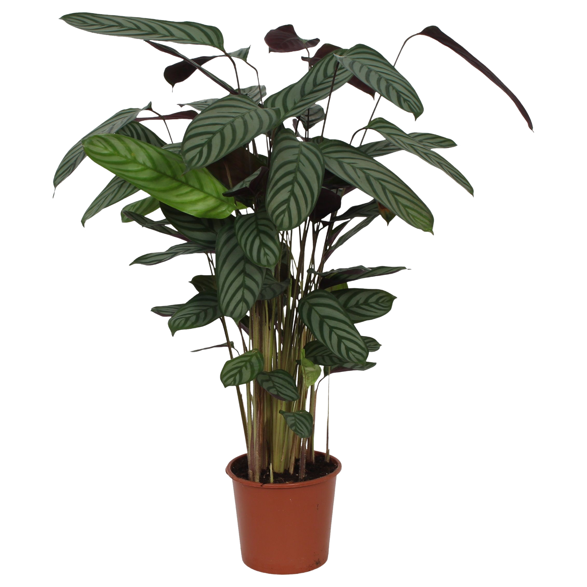 Ctenanthe Oppenheimiana 110-120 cm
