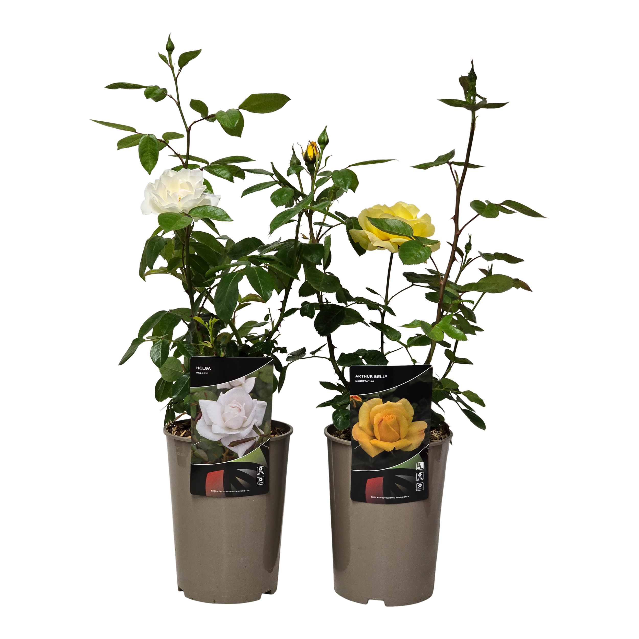 Róża okrywowa 70 cm