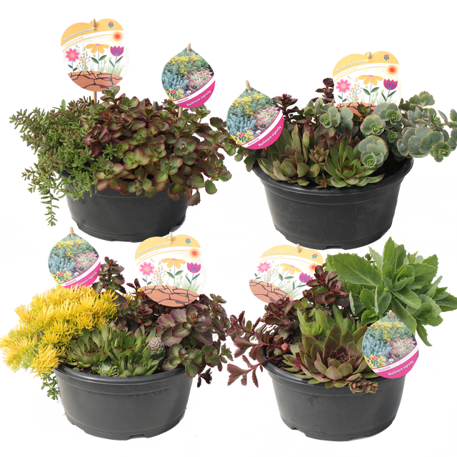 Sukulenty bylinowe w misce 20-30 cm