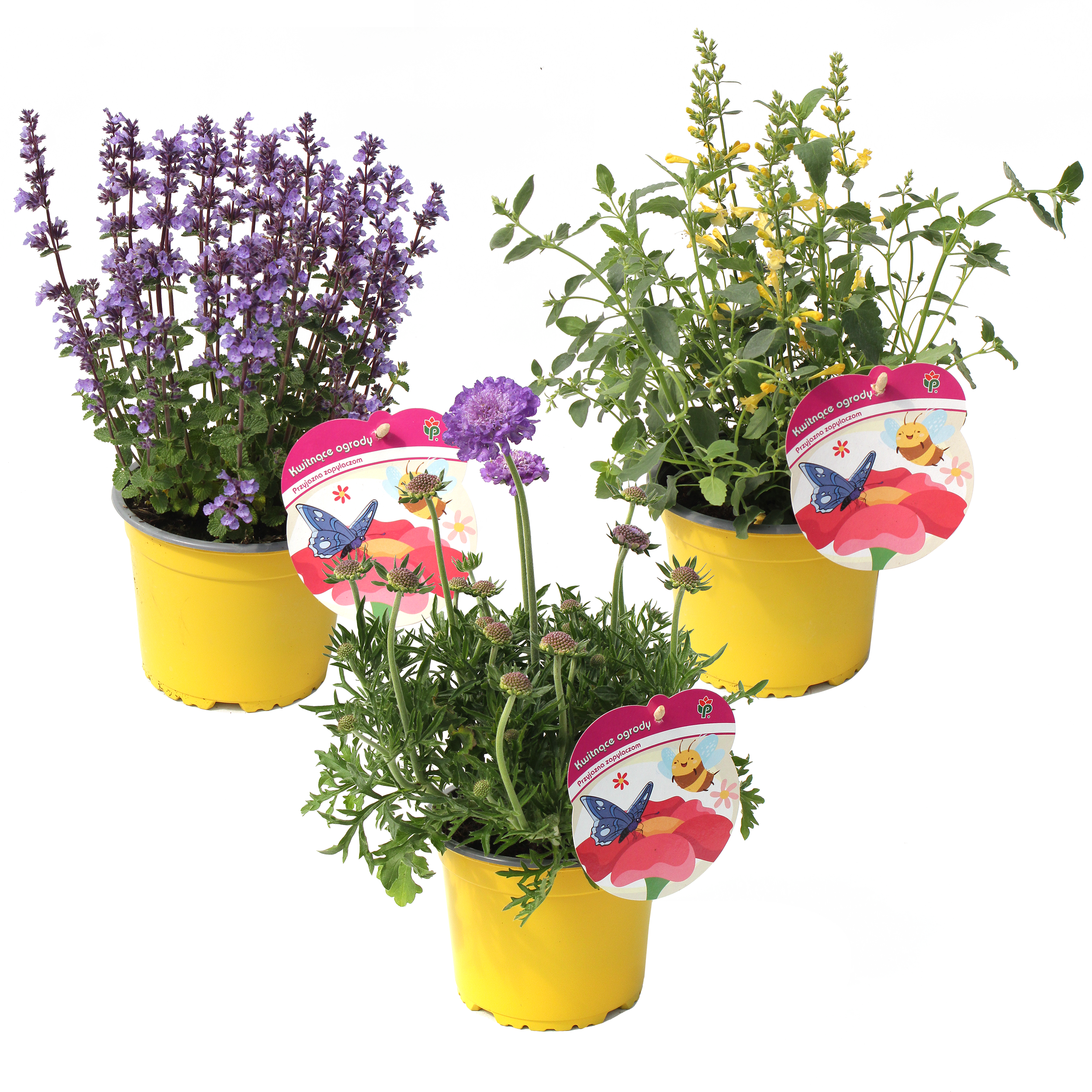 Rośliny miododajne mix 20-30 cm