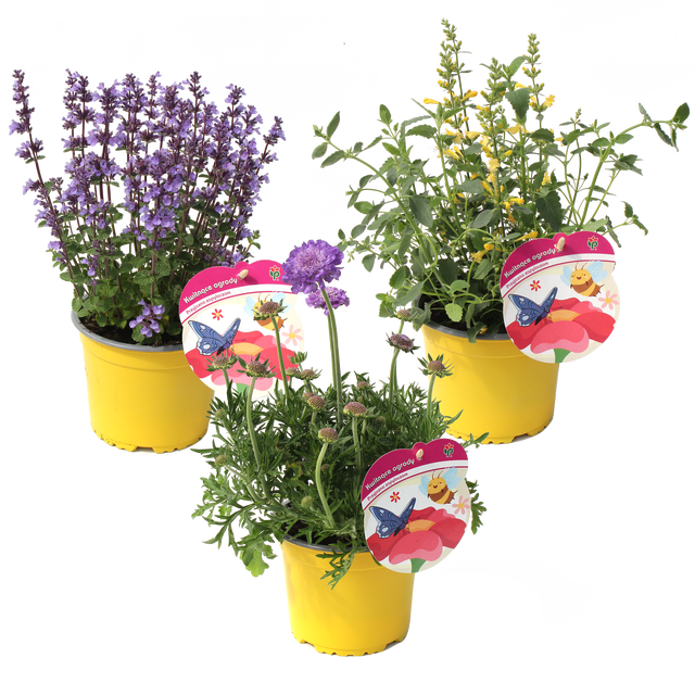 Rośliny miododajne mix 20-30 cm