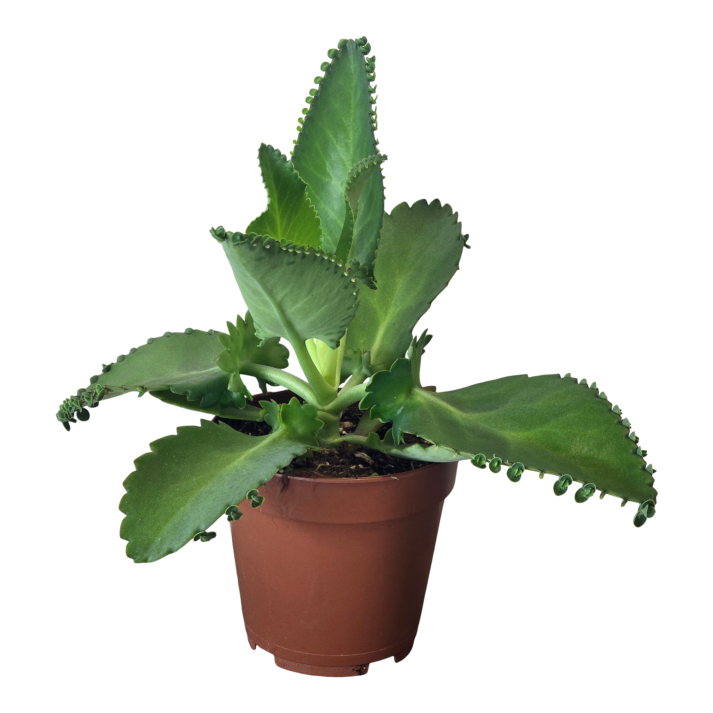 Żyworódka Kalanchoe Daigremonta 20 cm