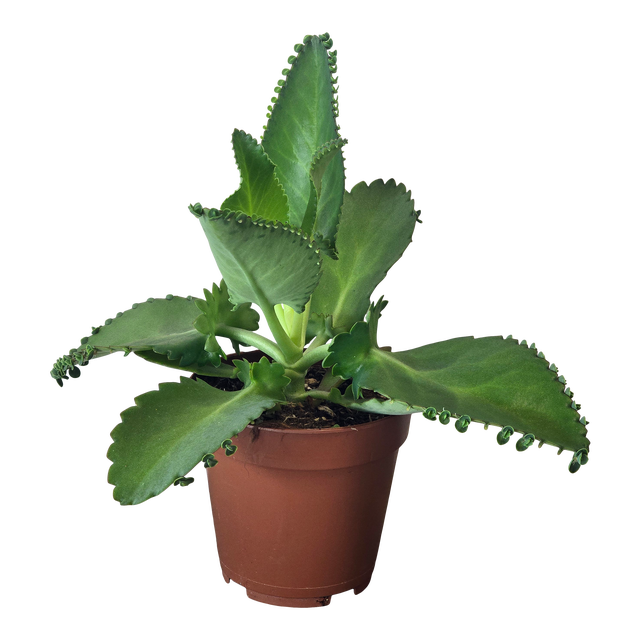 Żyworódka Kalanchoe Daigremonta 20 cm