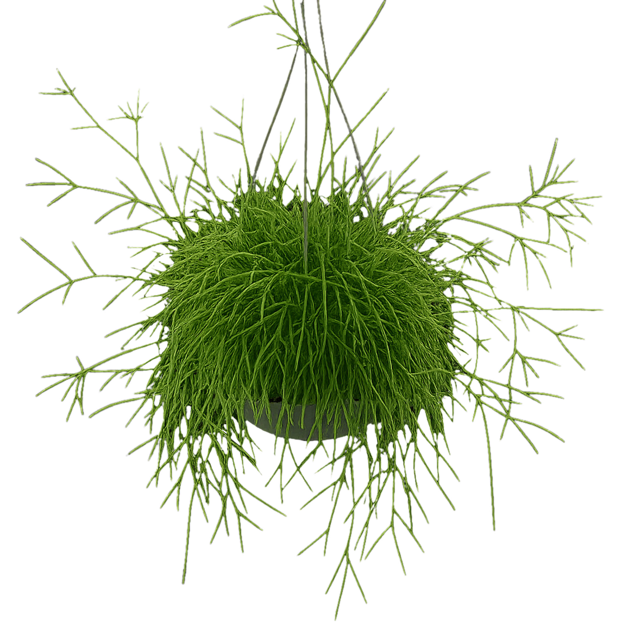 Rhipsalis kulisty Oasis 35 cm
