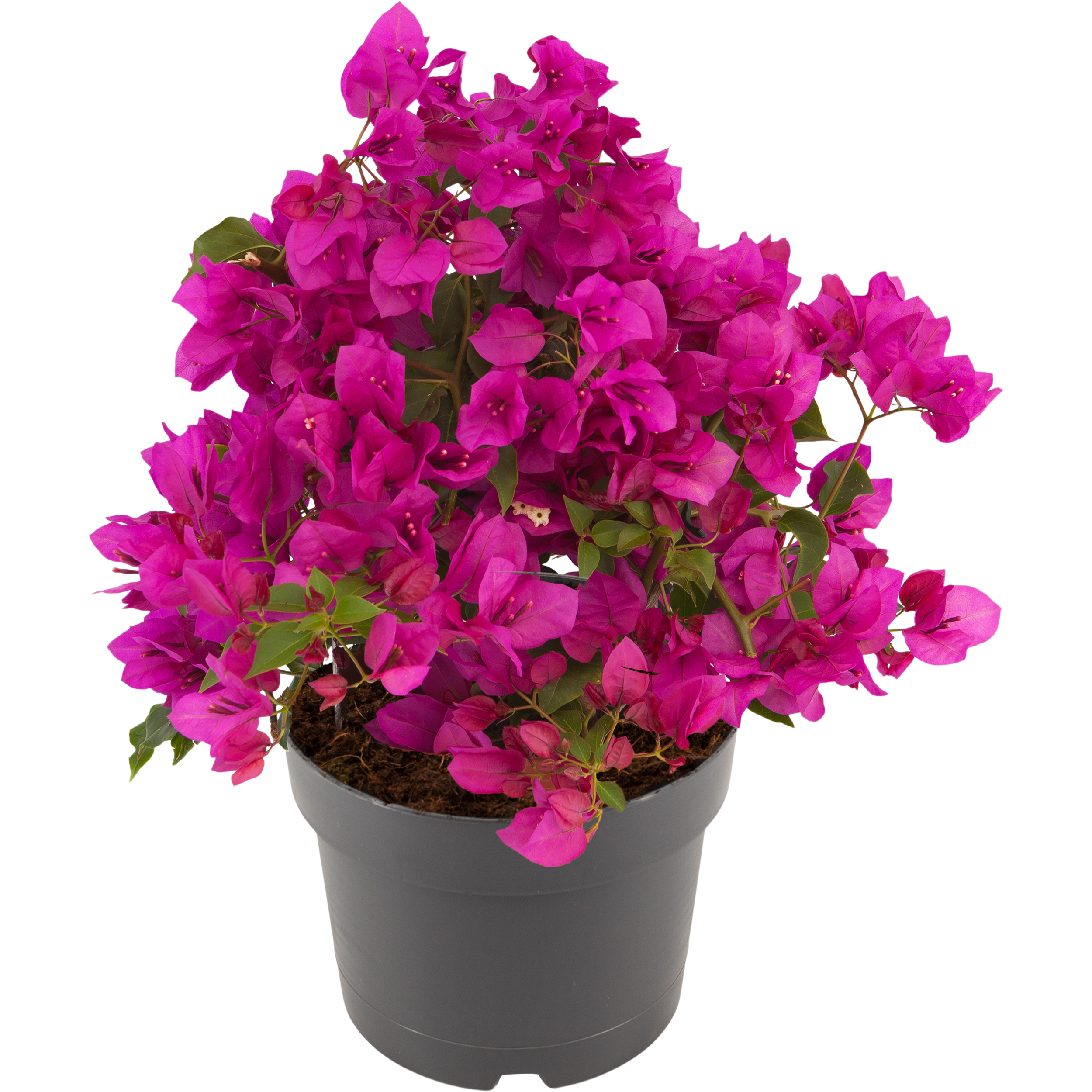 Bugenwilla Sanderiana 35-45 cm