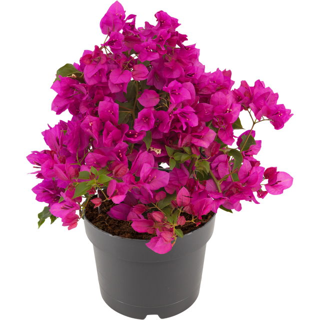 Bugenwilla Sanderiana 35-45 cm