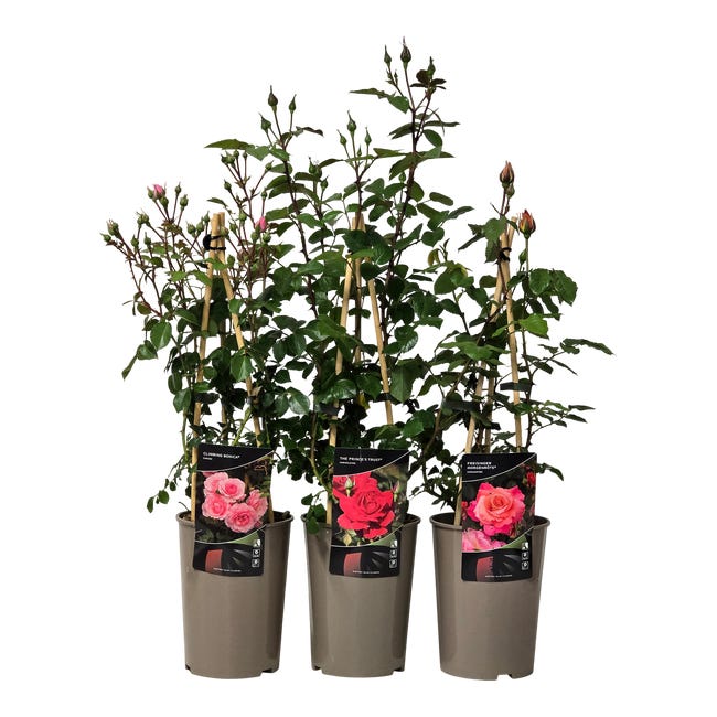 Roza pnaca 70 cm 95035146
