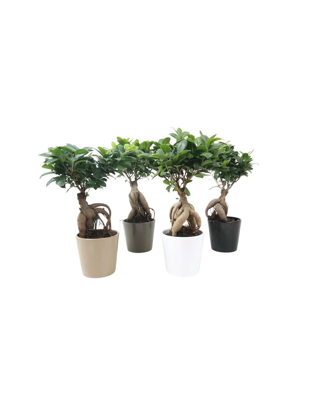 Bonsai ficus ginseng 12 cm + vaso basic - 2