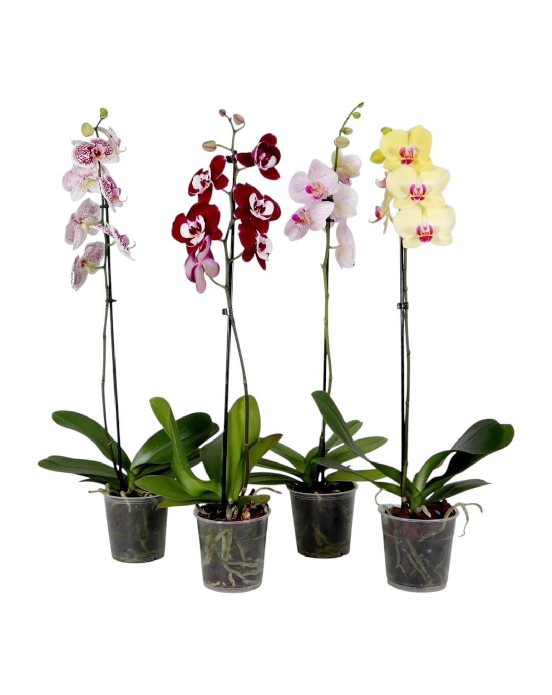 Orquídea ORQUIDEAS PHALAENOPSIS - 2