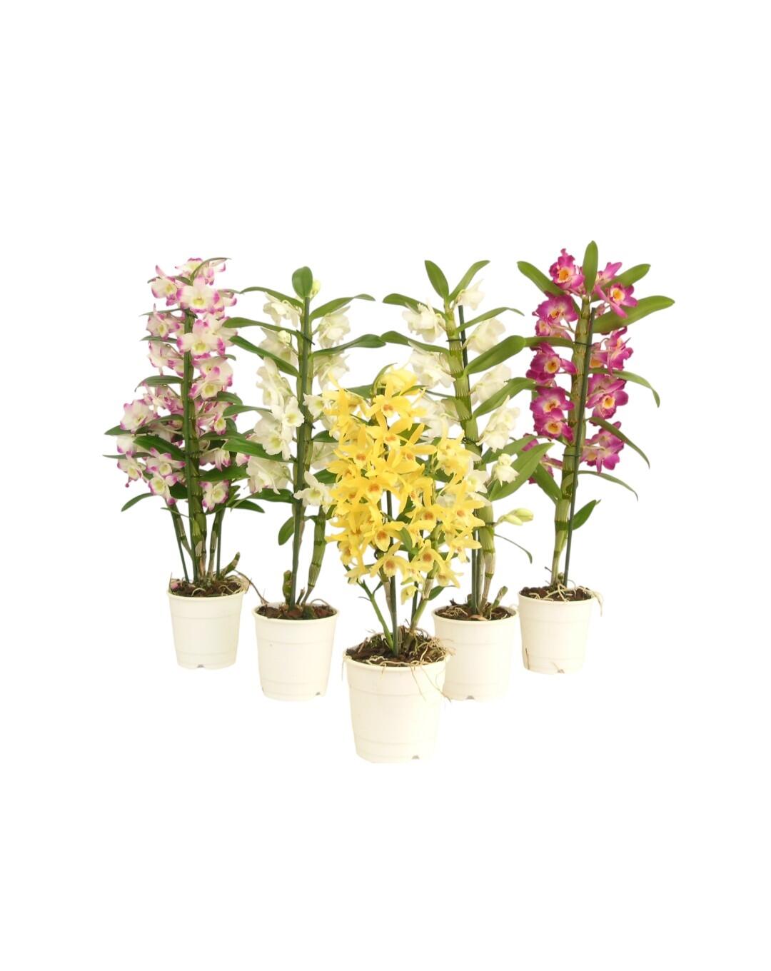 Orquídea ORQUIDEAS DIVERSAS - MIX 3 - 2