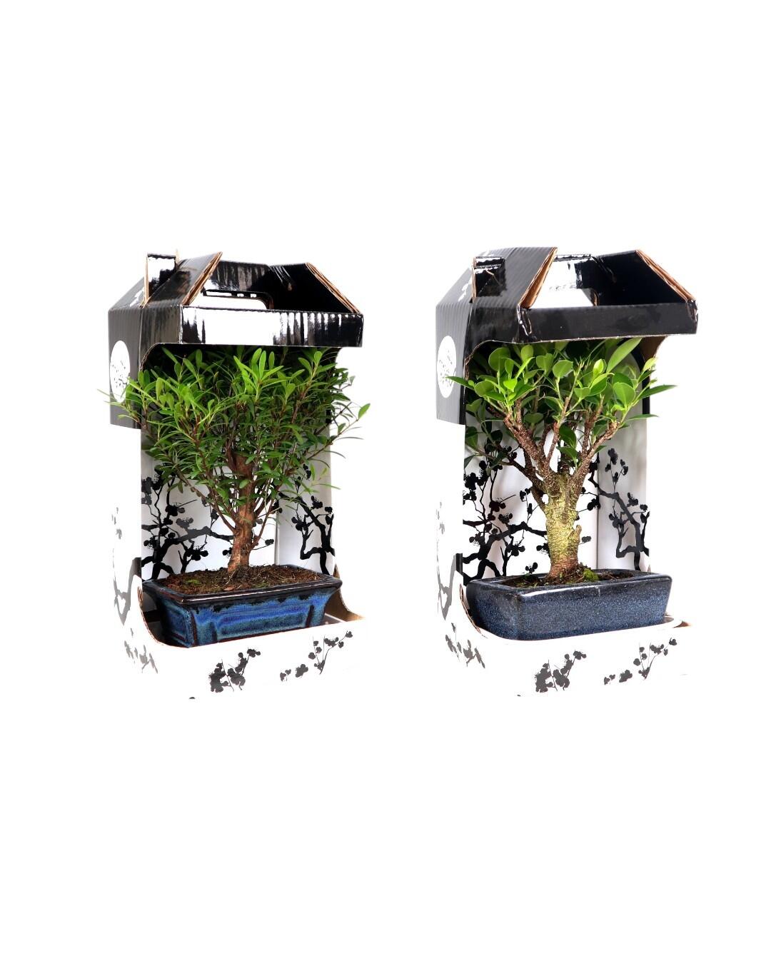 Bonsai 5 anos - 2