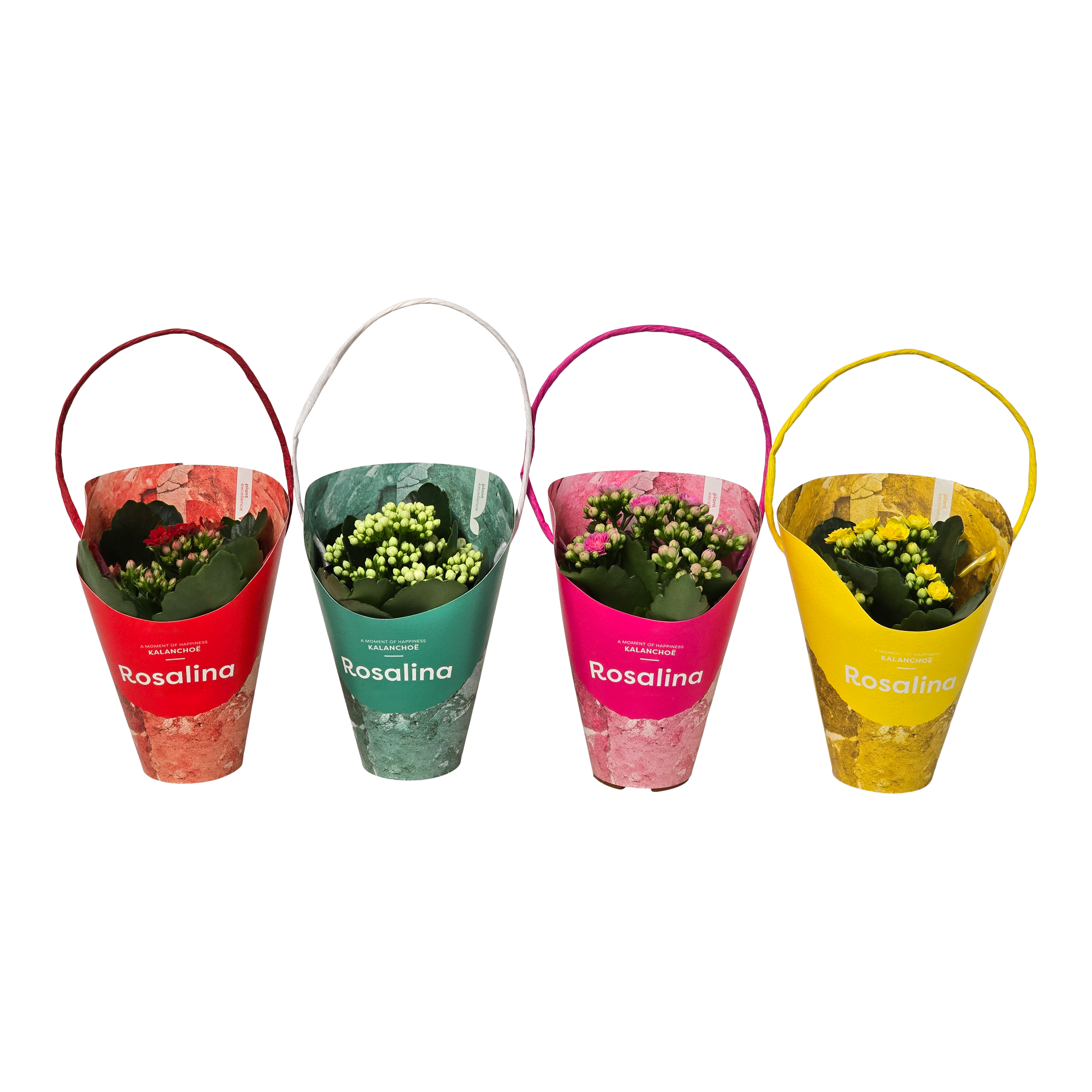 Kalanchoe Rosal mix 15 cm
