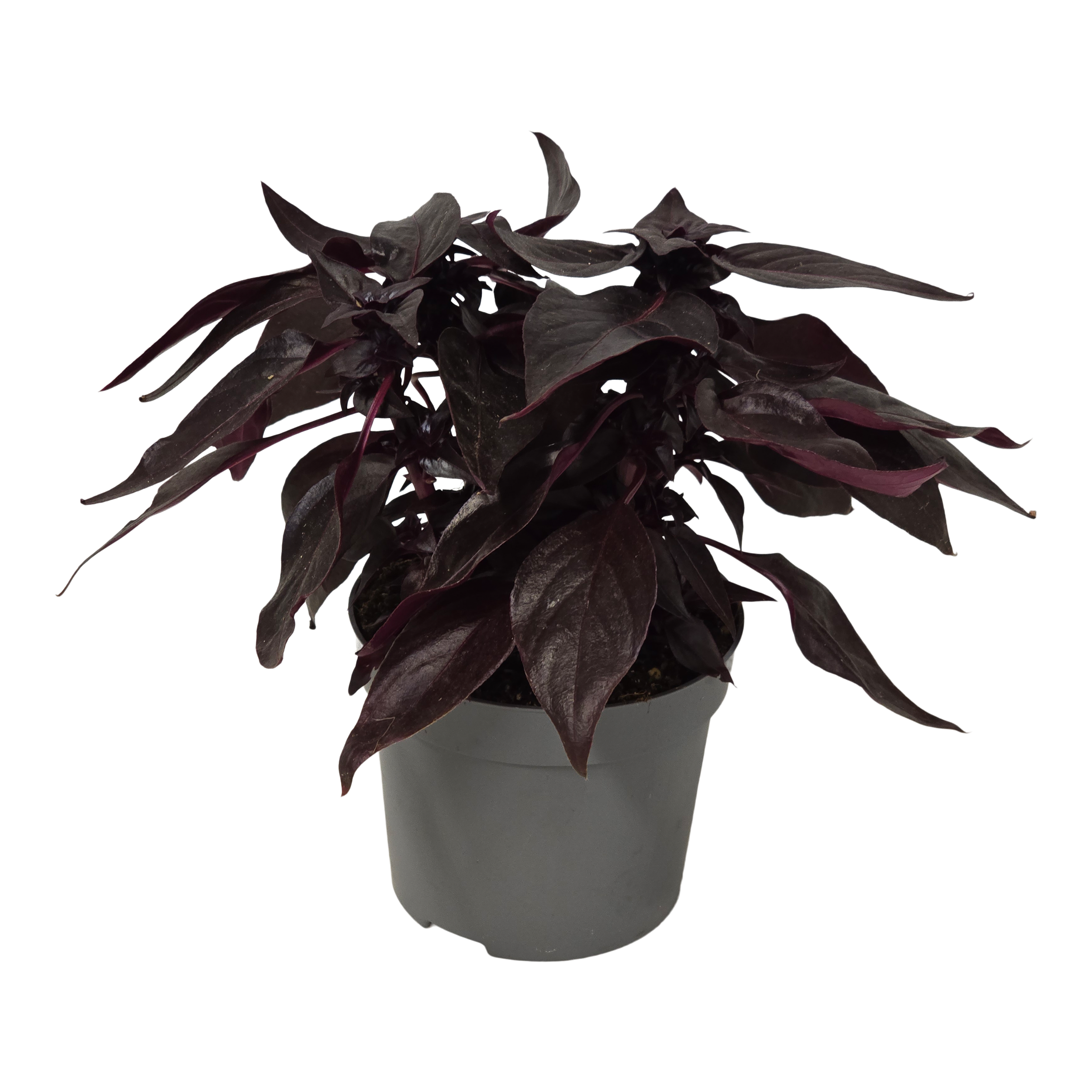 Ireżyna Darkstar 25-30 cm