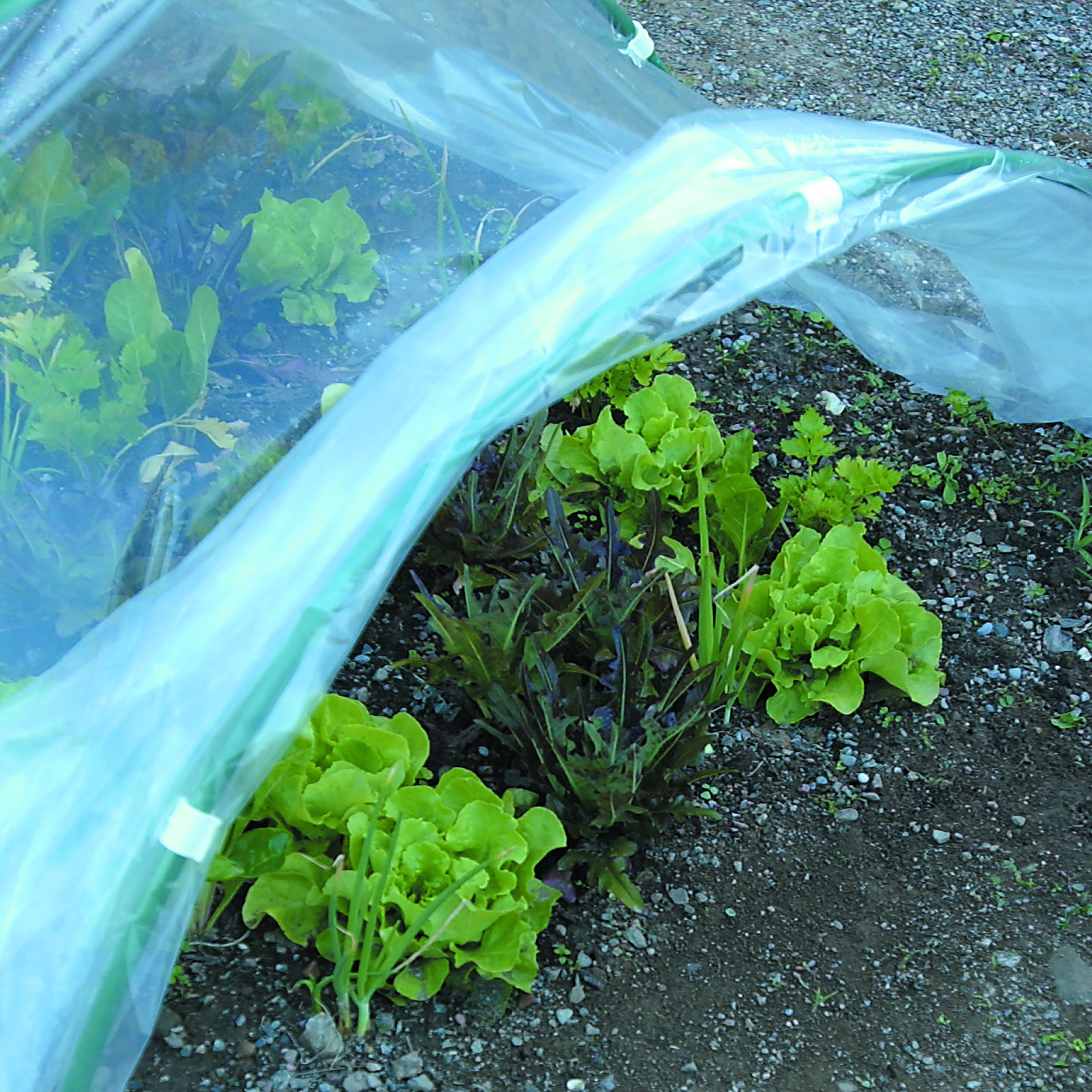 Telo di protezione per colture TENAX microforato spessore 40 micron 10 x 2 m 46 g/m² - 2