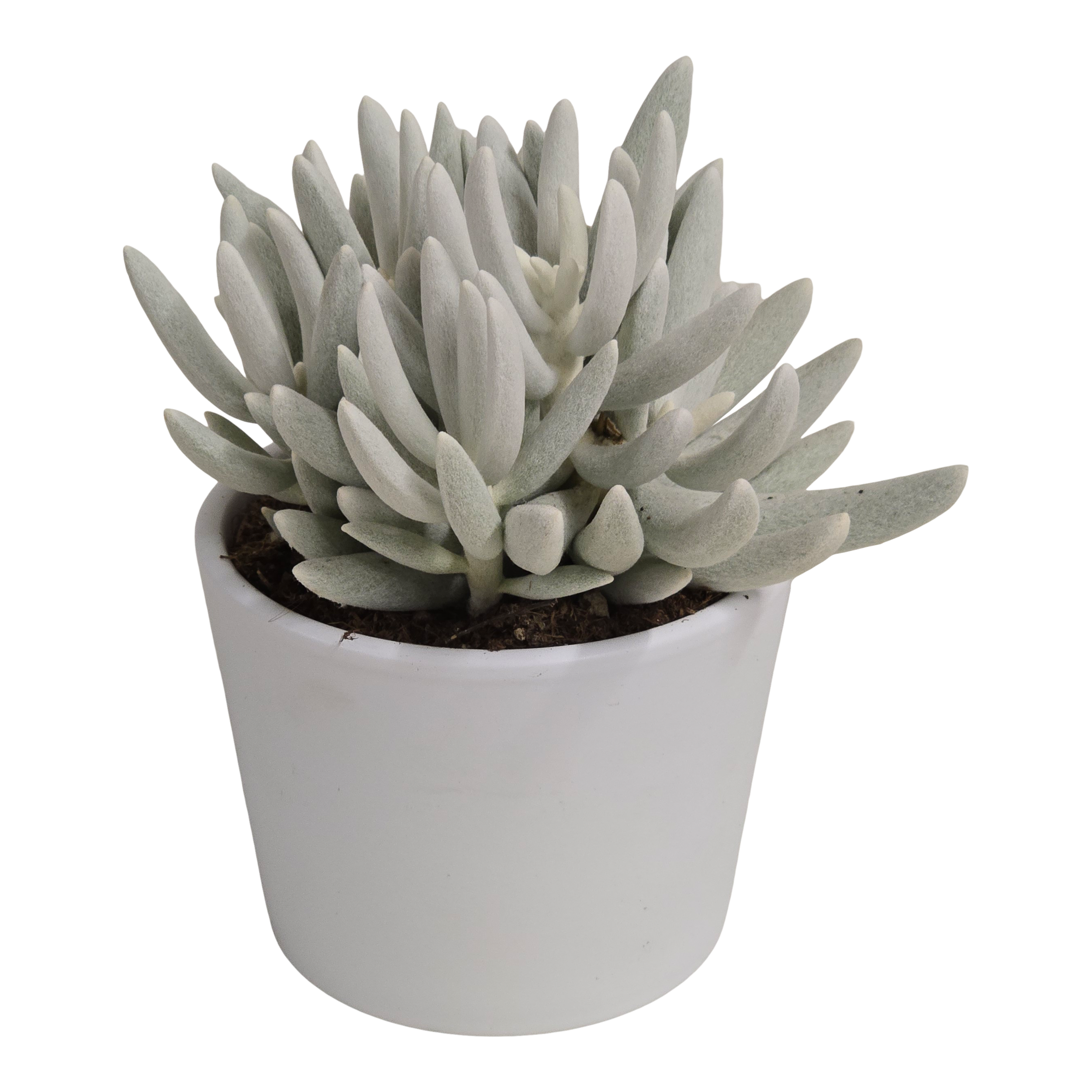 Senecio Mont Blanc 18 cm